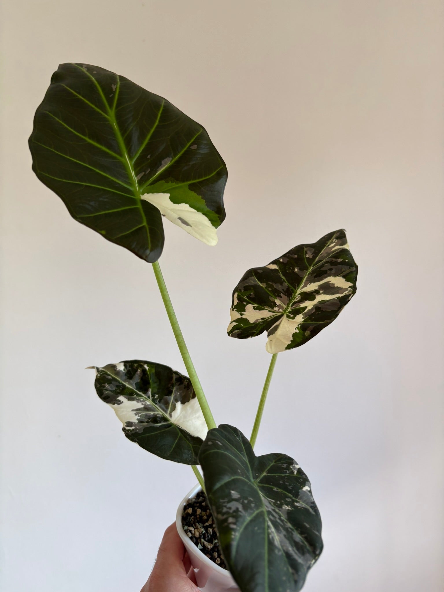 Alocasia Regal Shield Albo Pink — Medium