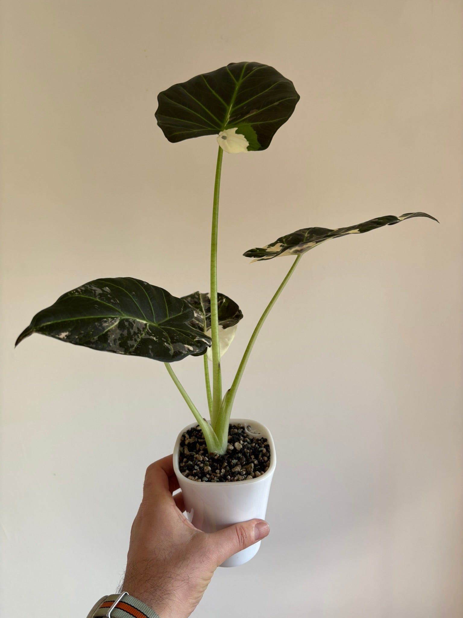 Alocasia Regal Shield Albo Pink — Medium