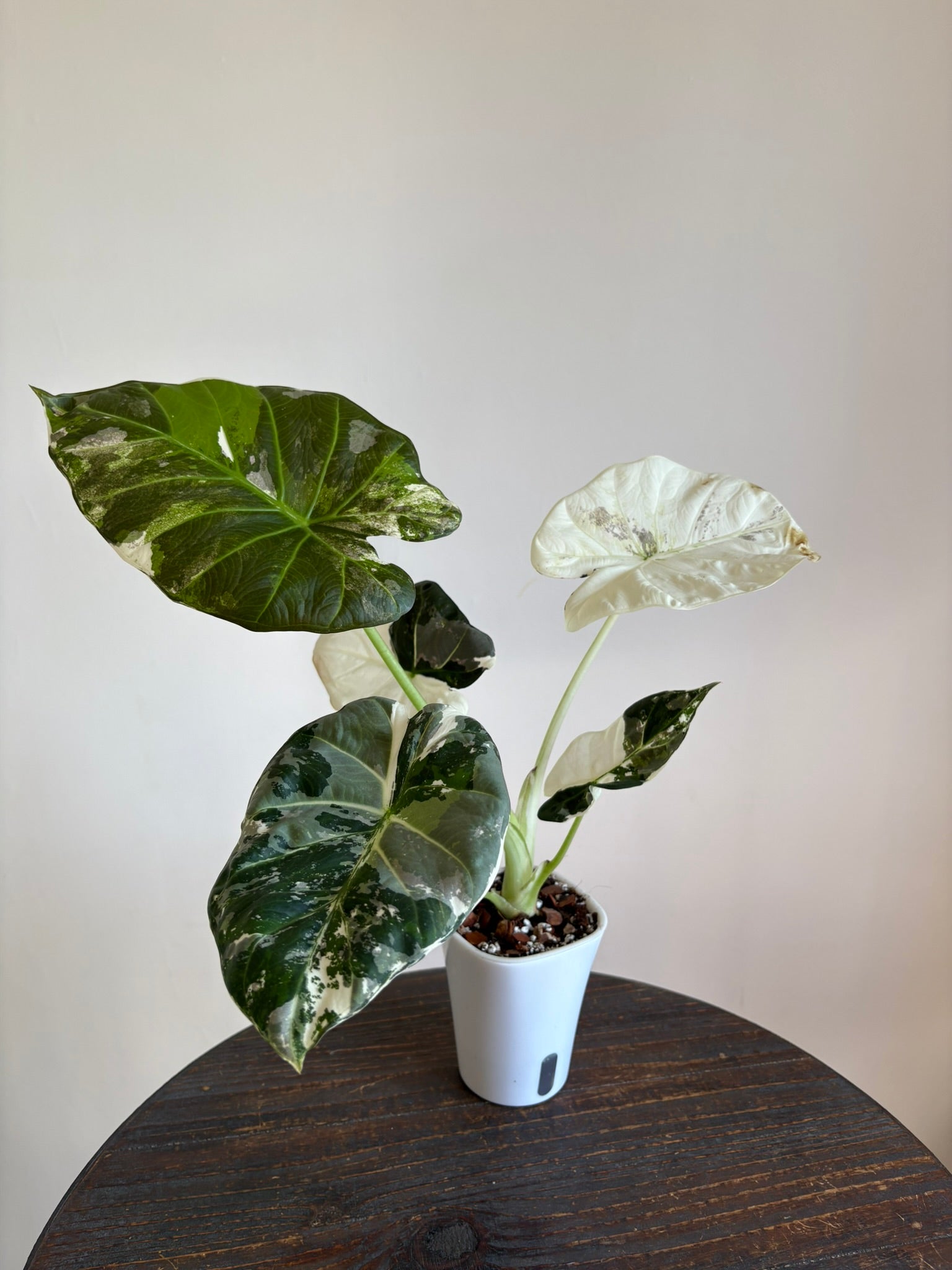 Alocasia Regal Shield Albo Pink — Medium