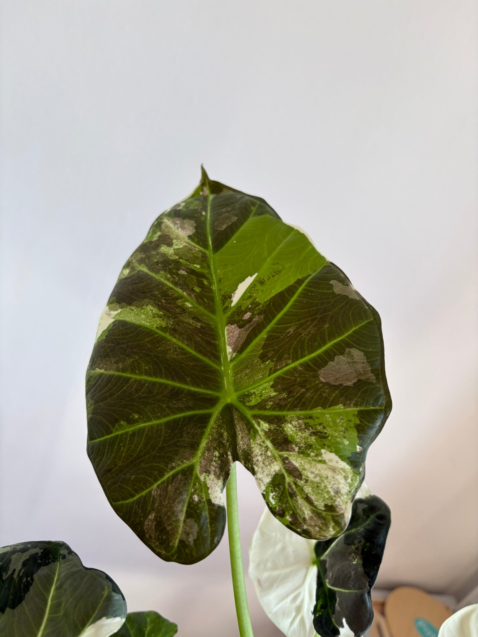 Alocasia Regal Shield Albo Pink — Medium