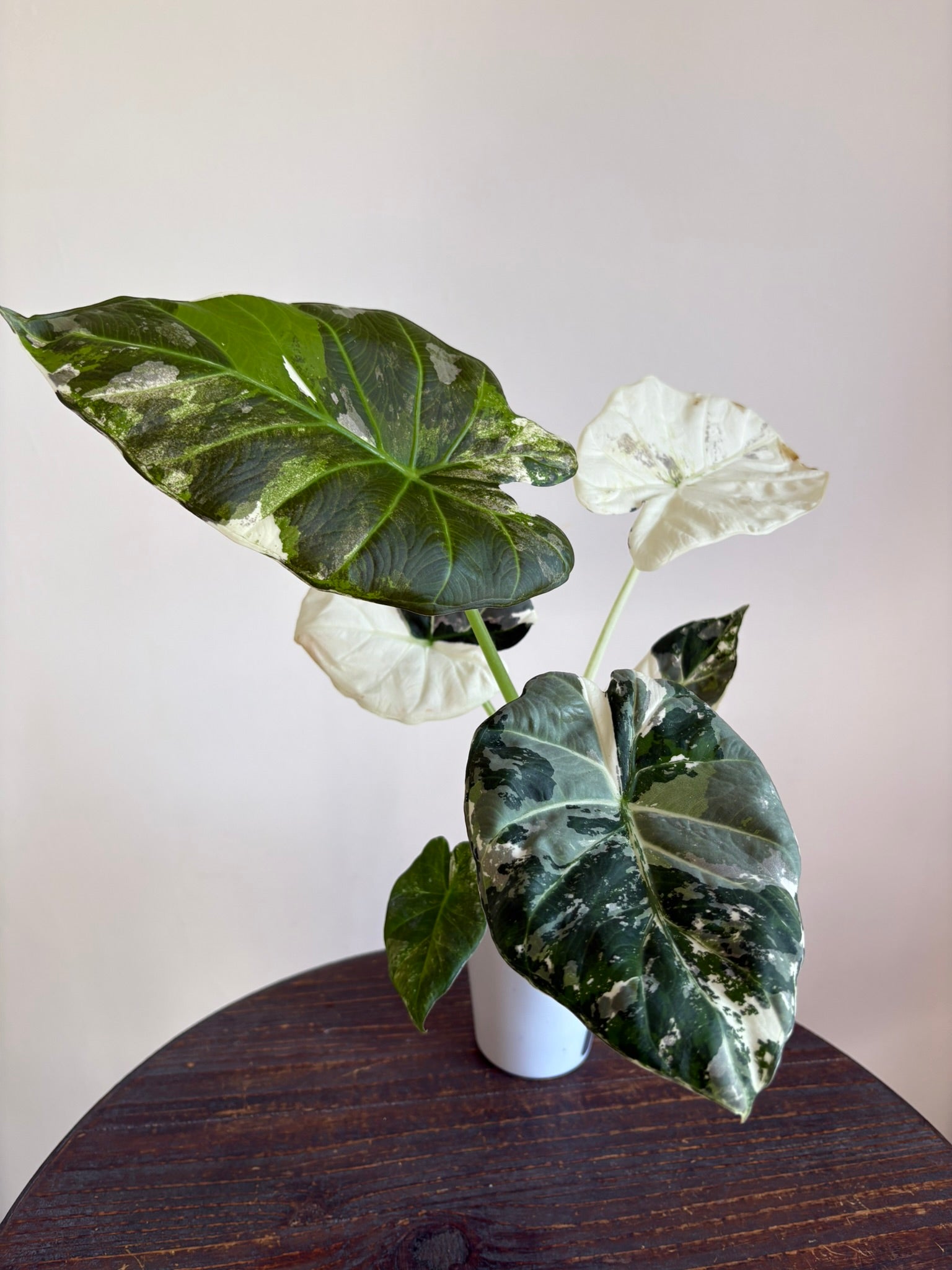 Alocasia Regal Shield Albo Pink — Medium