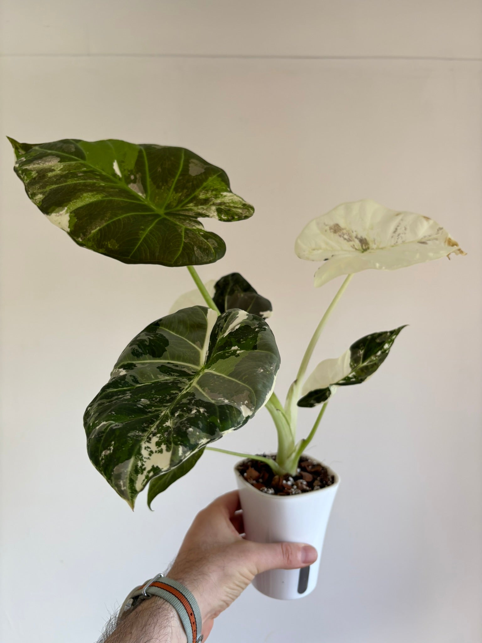 Alocasia Regal Shield Albo Pink — Medium