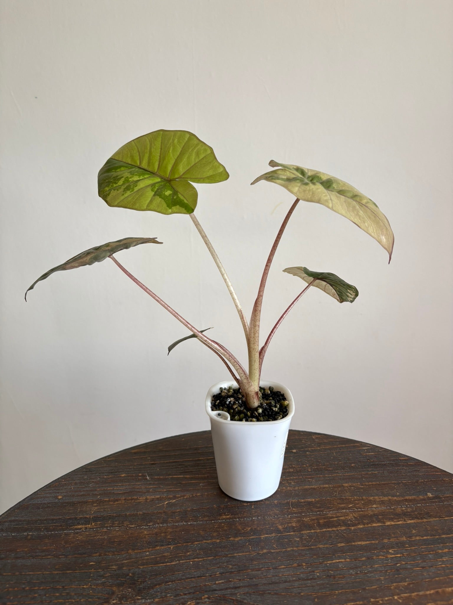 Alocasia Yucatan Princess Variegated — Medium