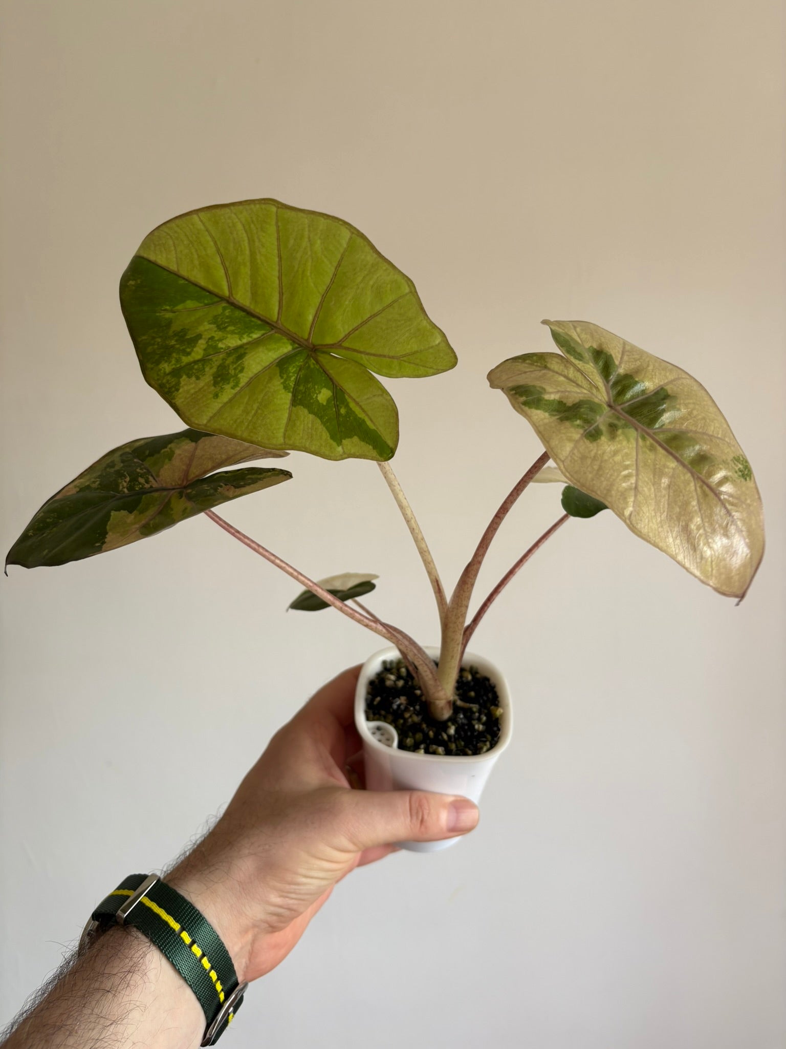 Alocasia Yucatan Princess Variegated — Medium