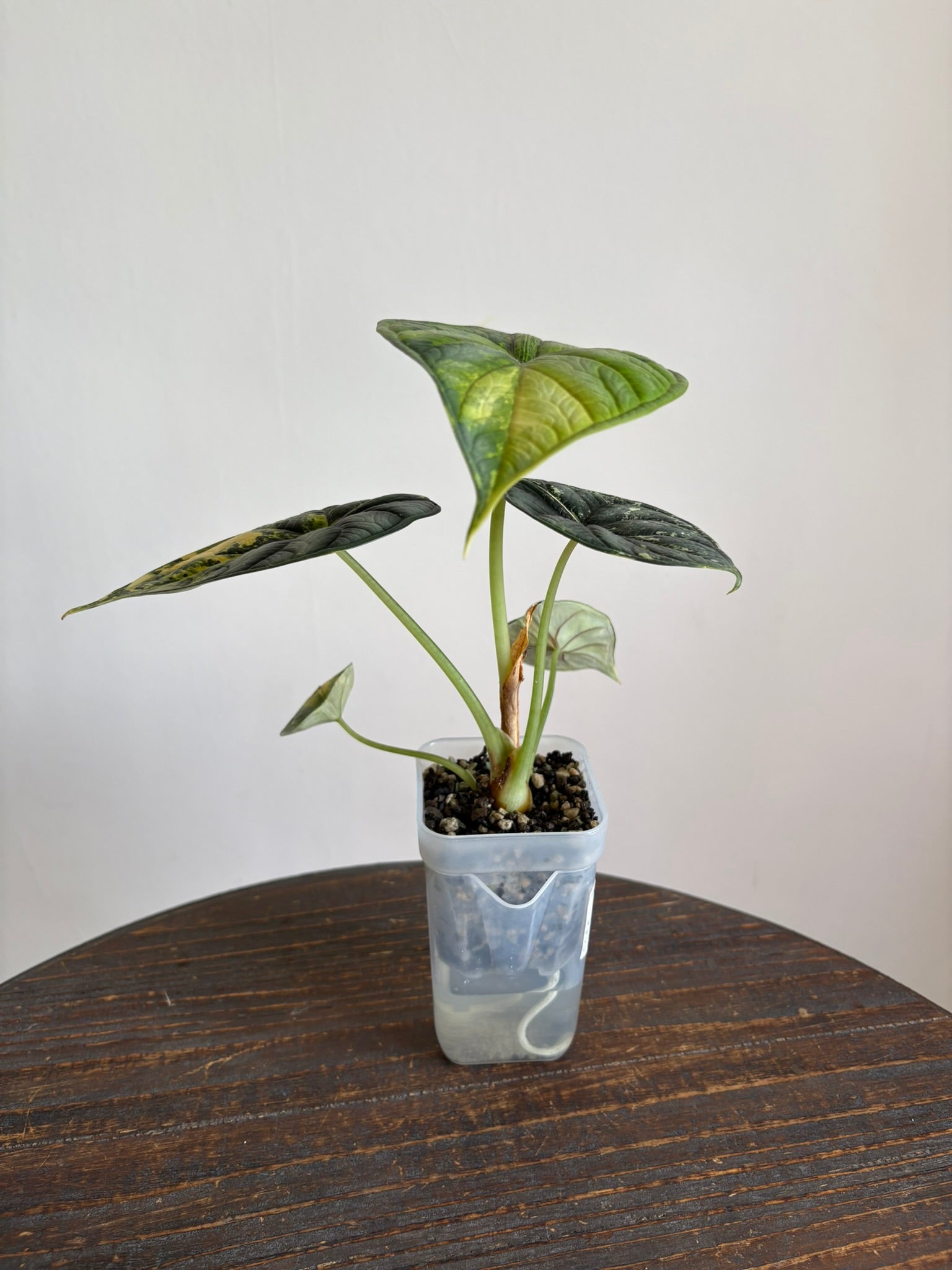 Alocasia Dragon Scale Aurea — Medium