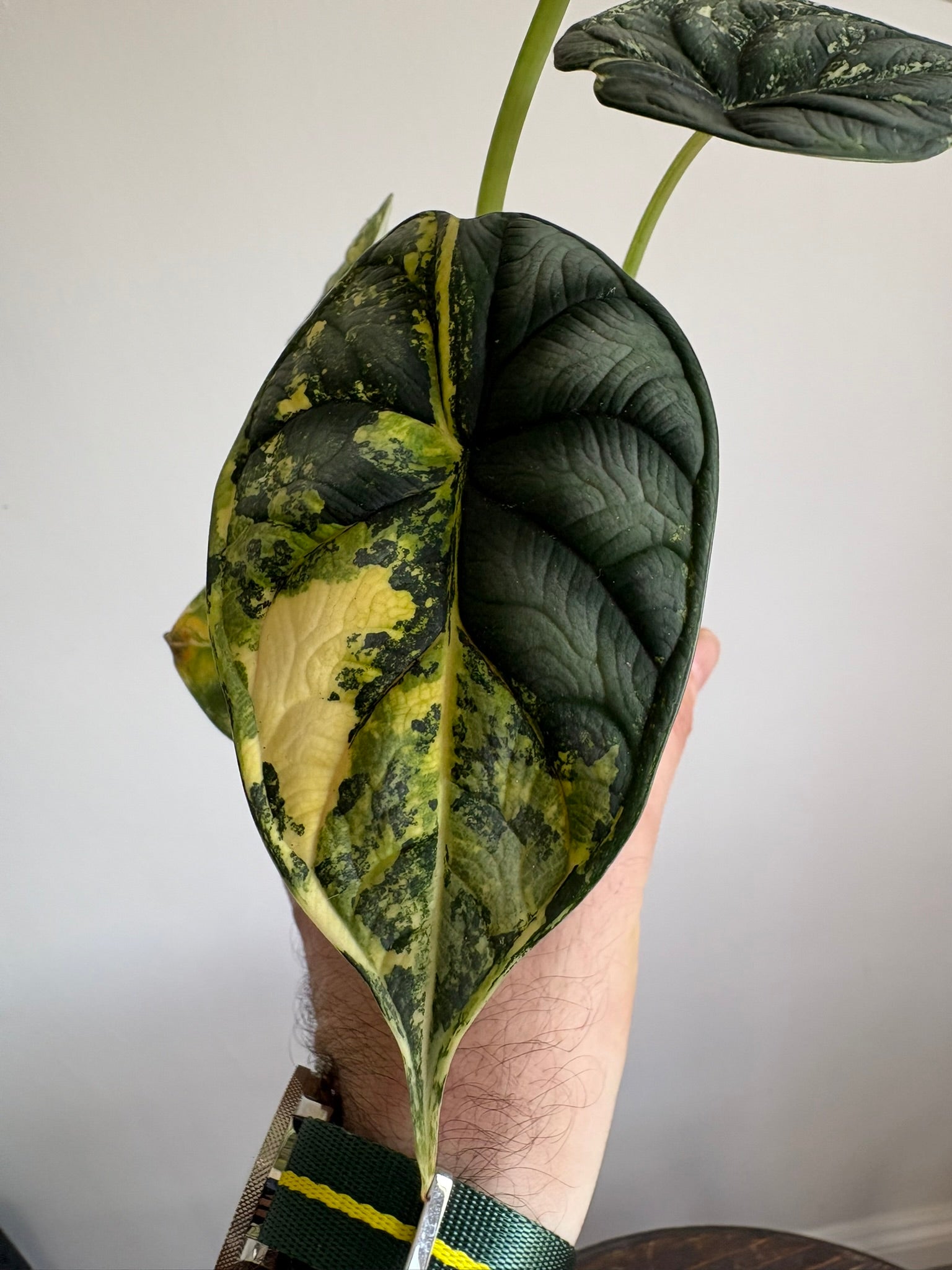Alocasia Dragon Scale Aurea — Medium