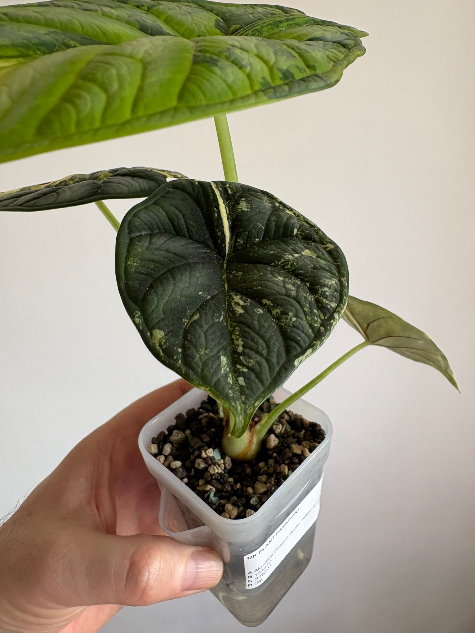 Alocasia Dragon Scale Aurea — Medium