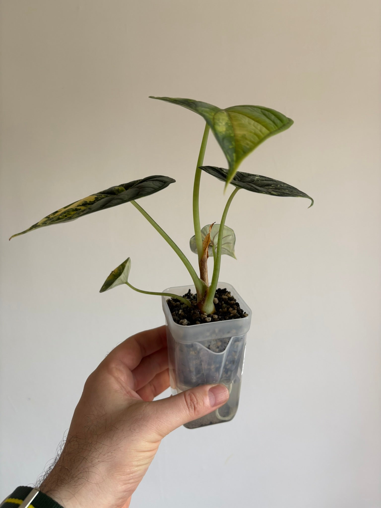 Alocasia Dragon Scale Aurea — Medium