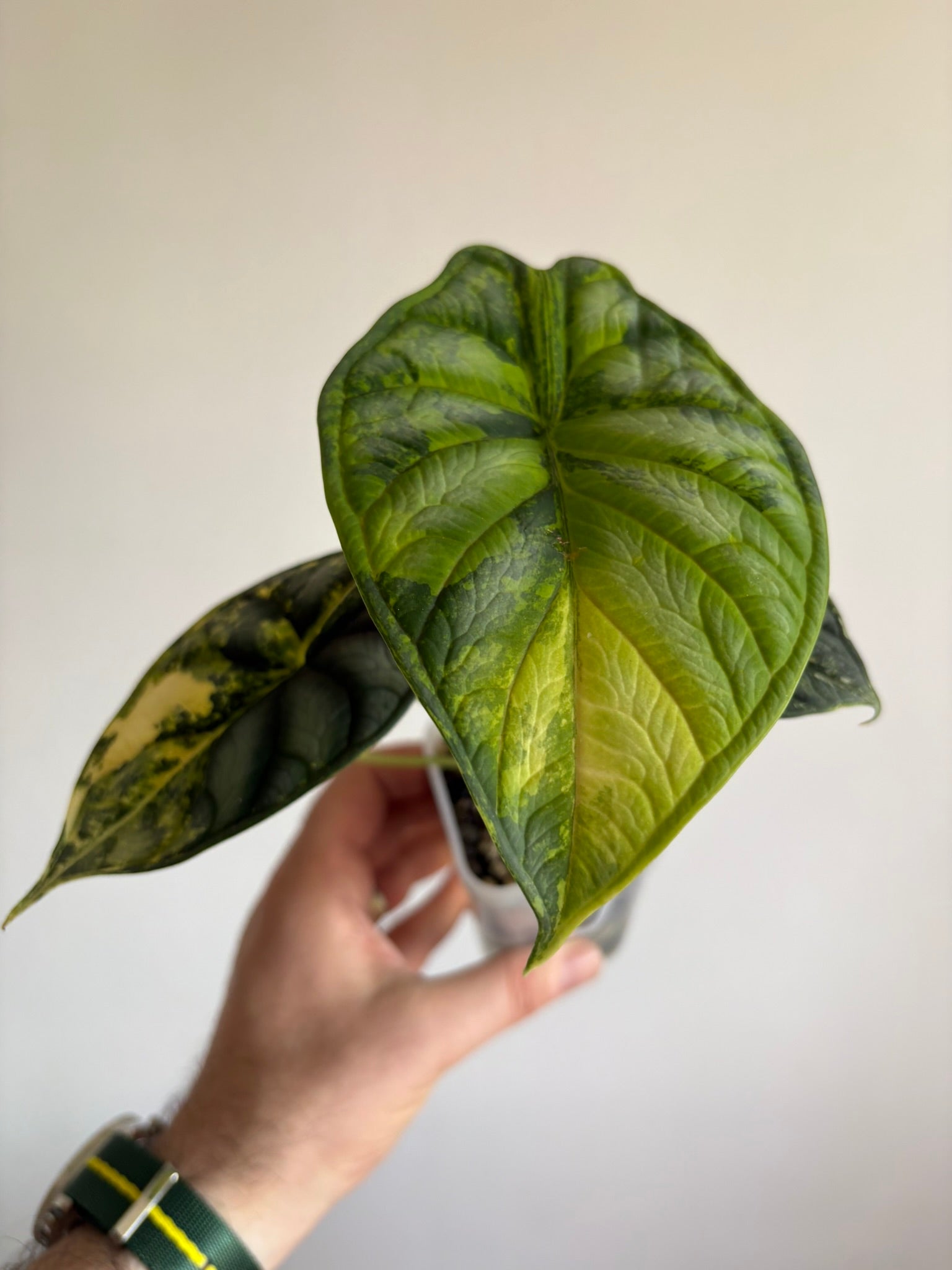 Alocasia Dragon Scale Aurea — Medium