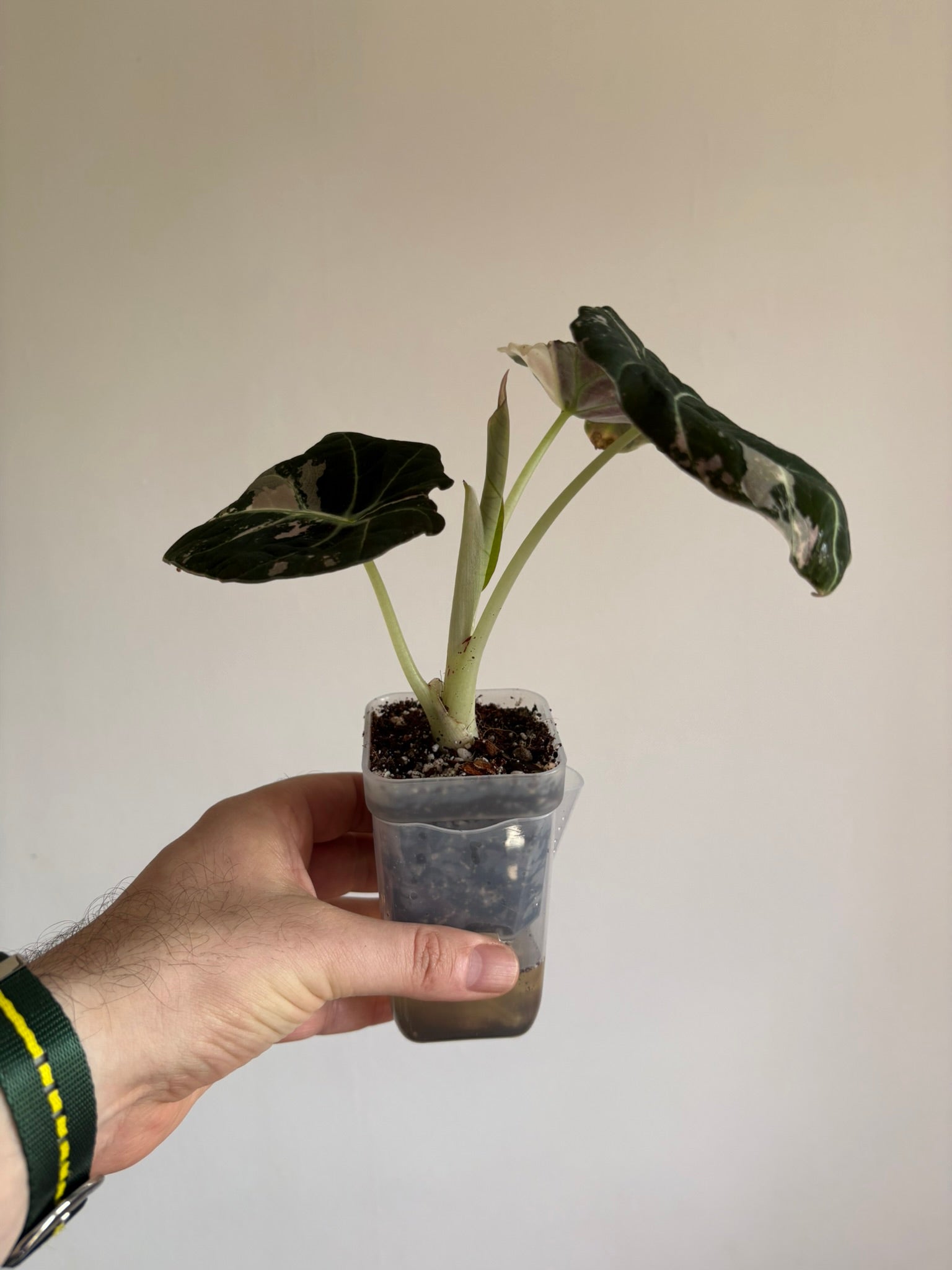 Alocasia Black Velvet Pink — Medium