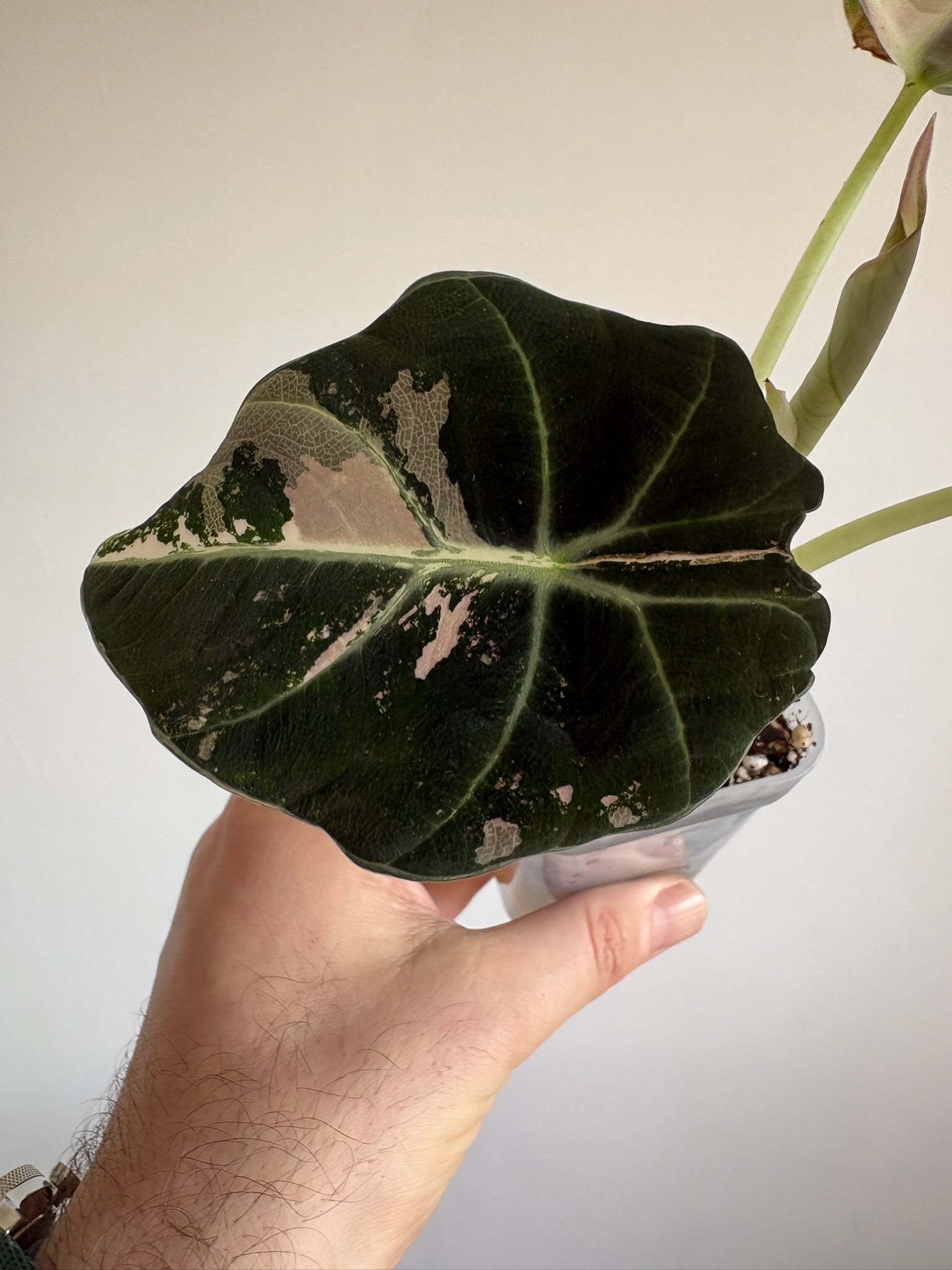 Alocasia Black Velvet Pink — Medium