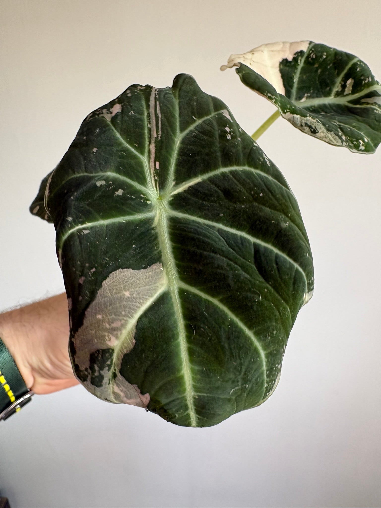 Alocasia Black Velvet Pink — Medium