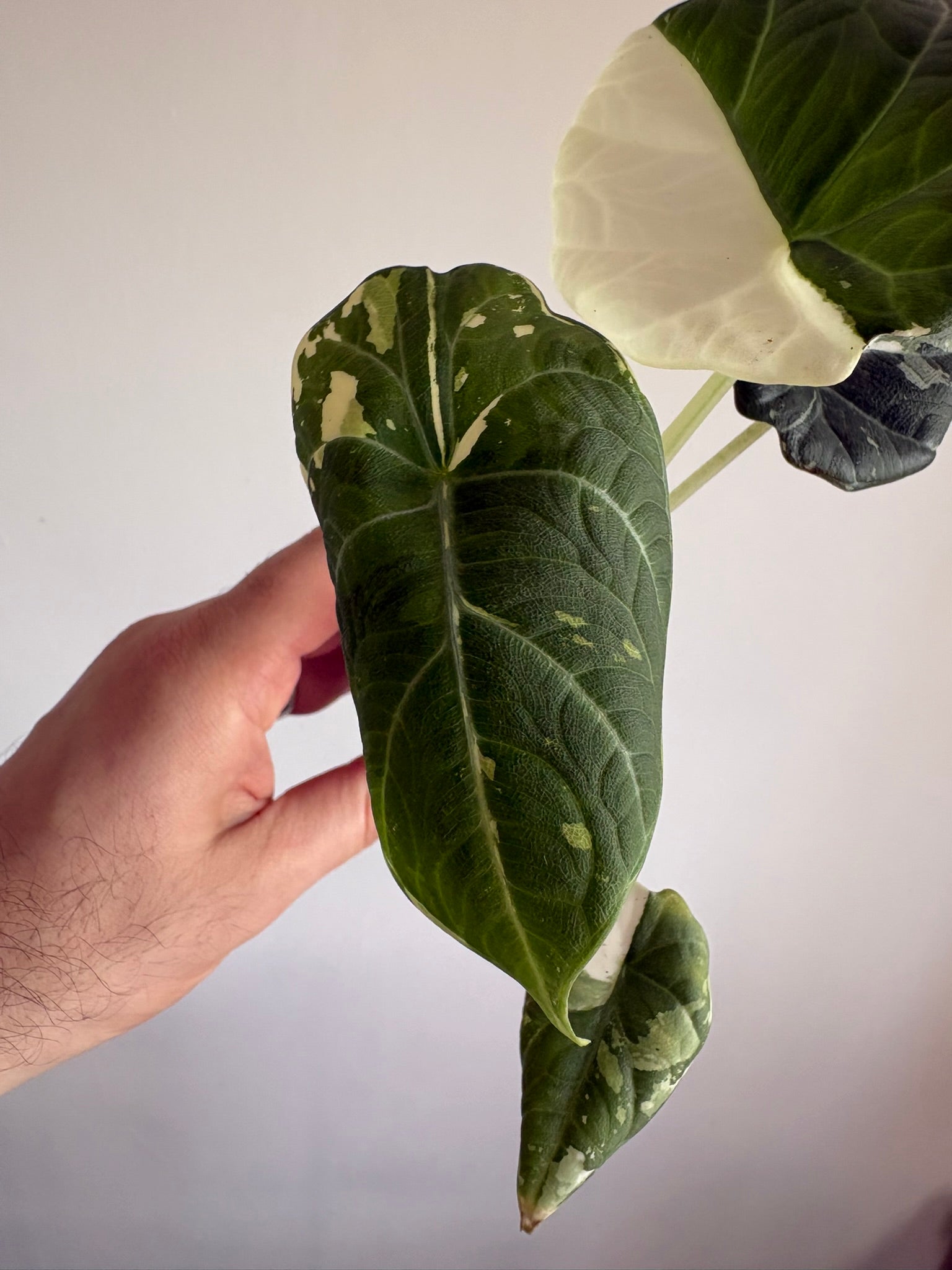 Alocasia 'Maharani Albo Variegated'