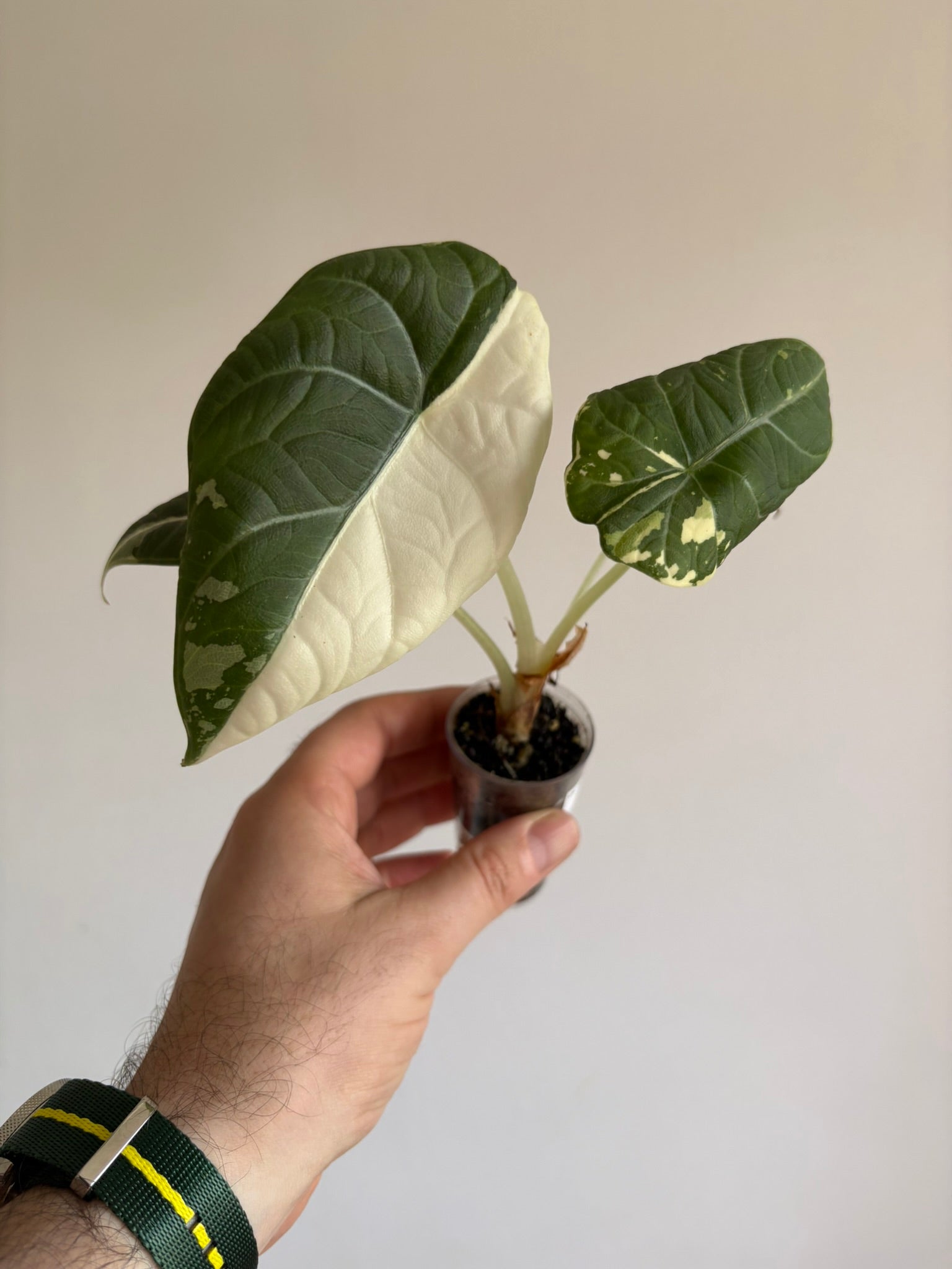 Alocasia 'Maharani Albo Variegated'