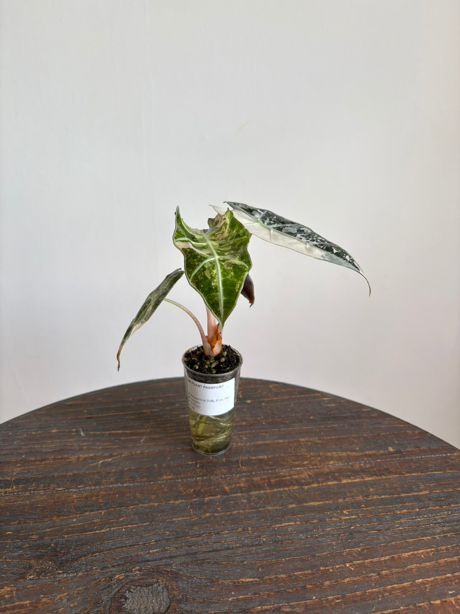 Alocasia Amazonica 'Polly Pink Variegated'