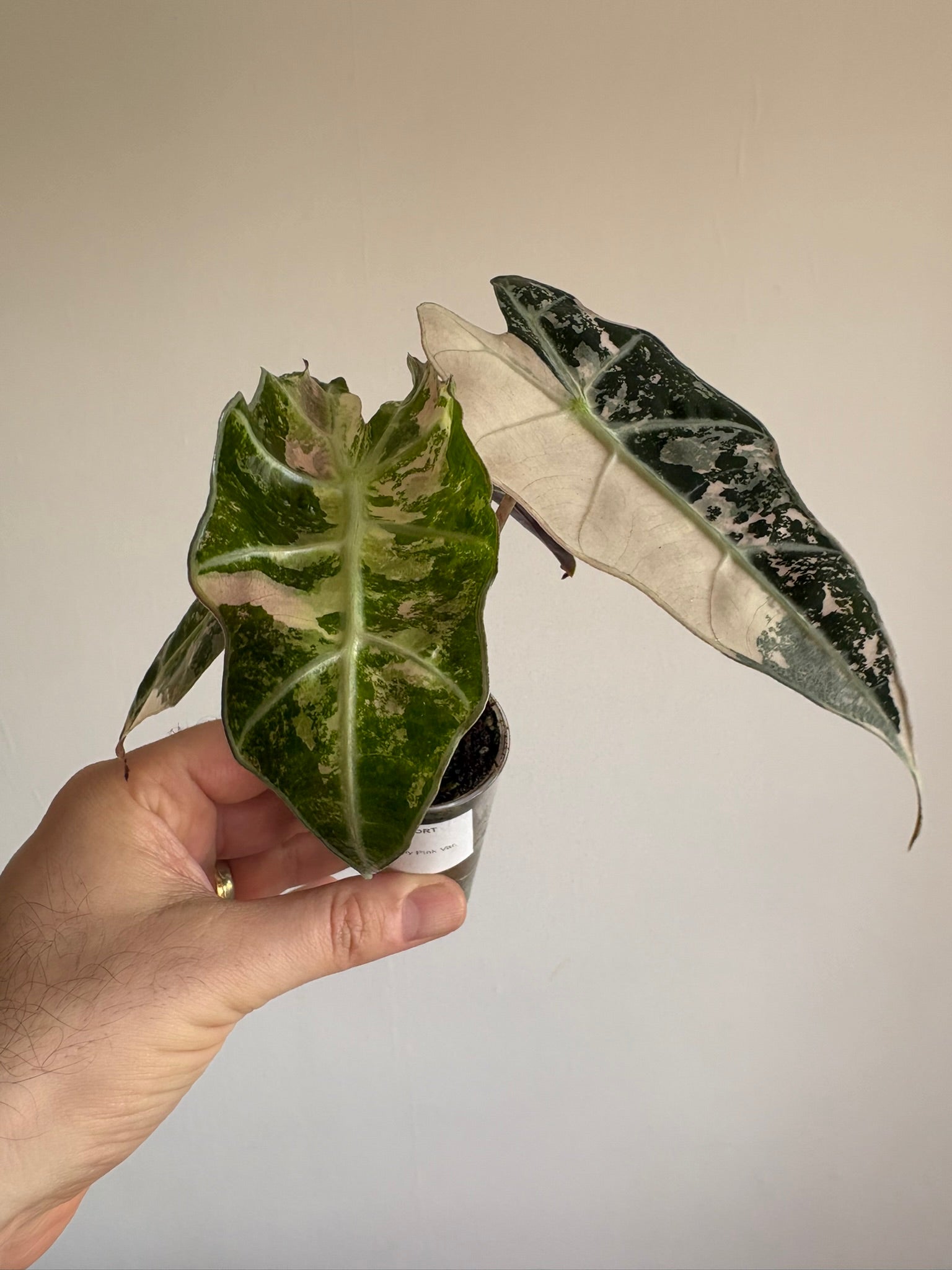 Alocasia Amazonica 'Polly Pink Variegated'