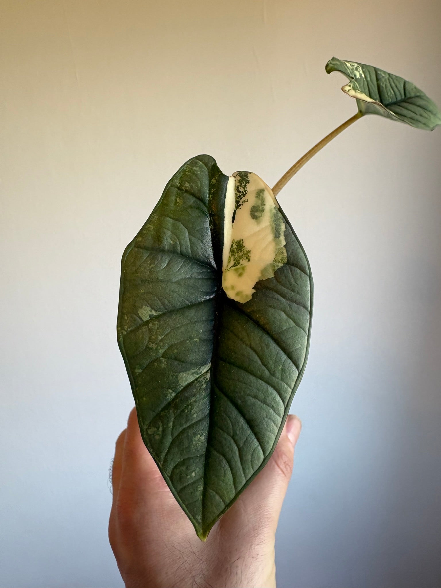 Alocasia Platinum Aurea Variegata