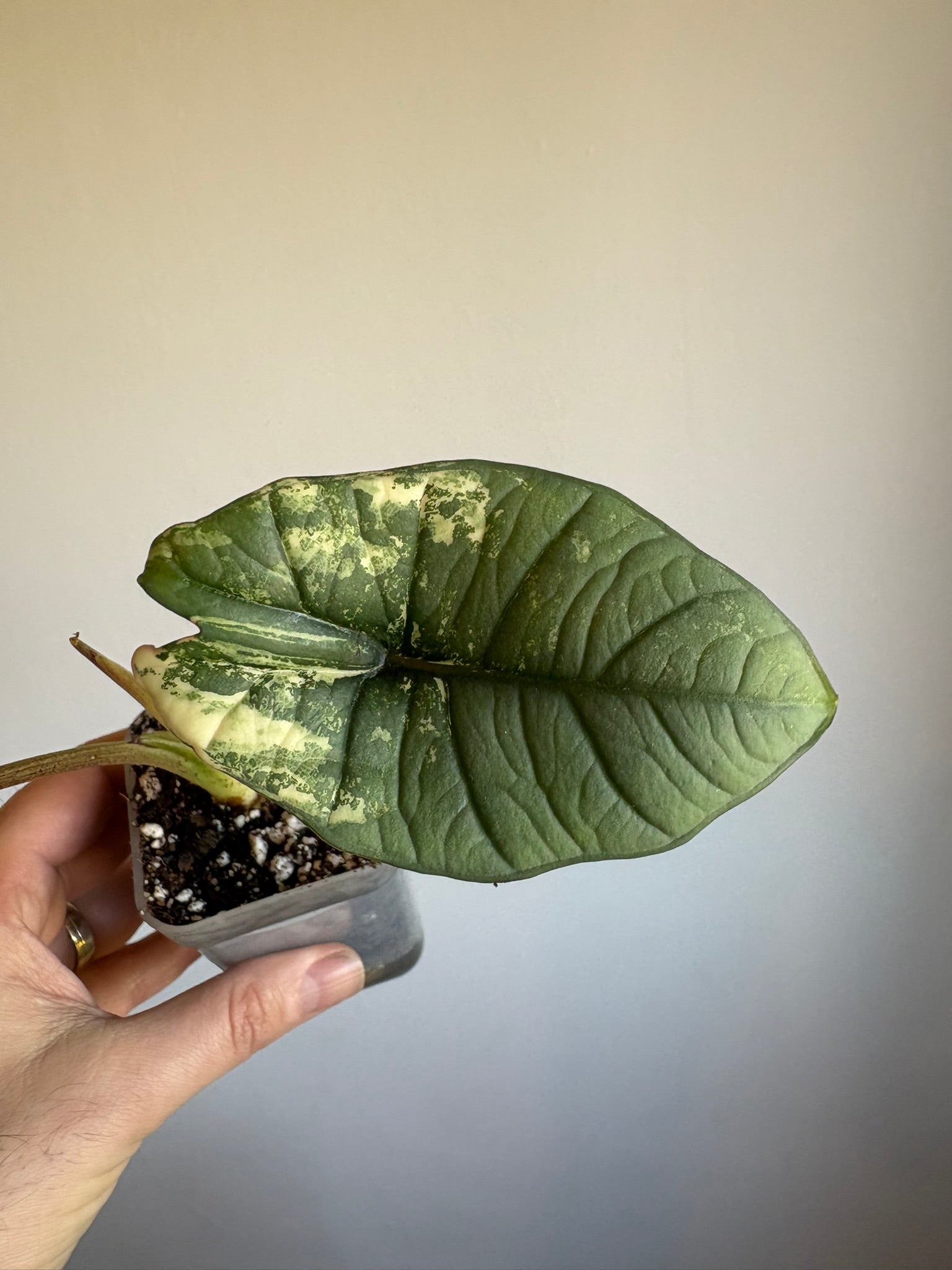 Alocasia Platinum Aurea Variegata