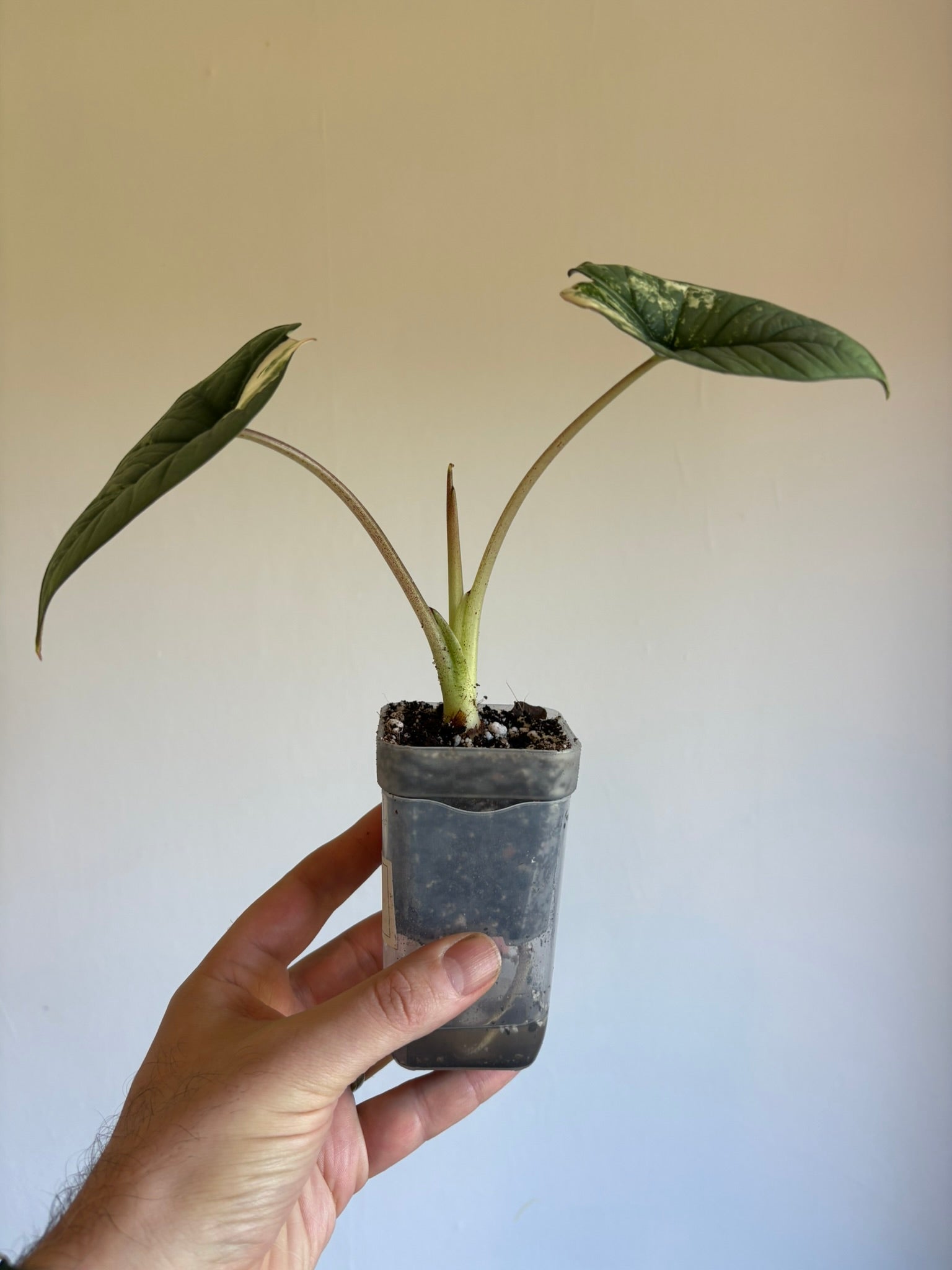Alocasia Platinum Aurea Variegata