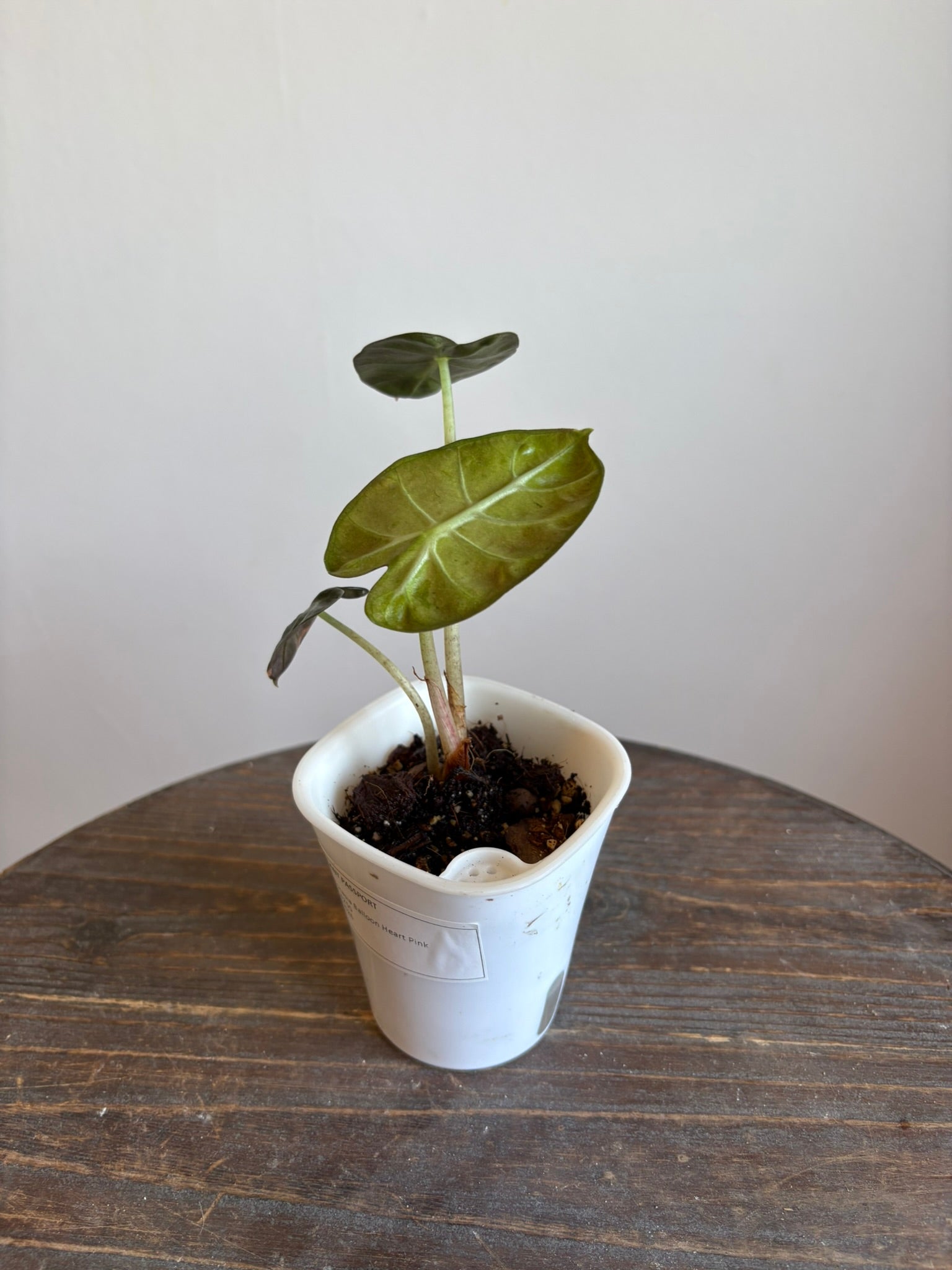 Alocasia Balloon Heart Mint Pink