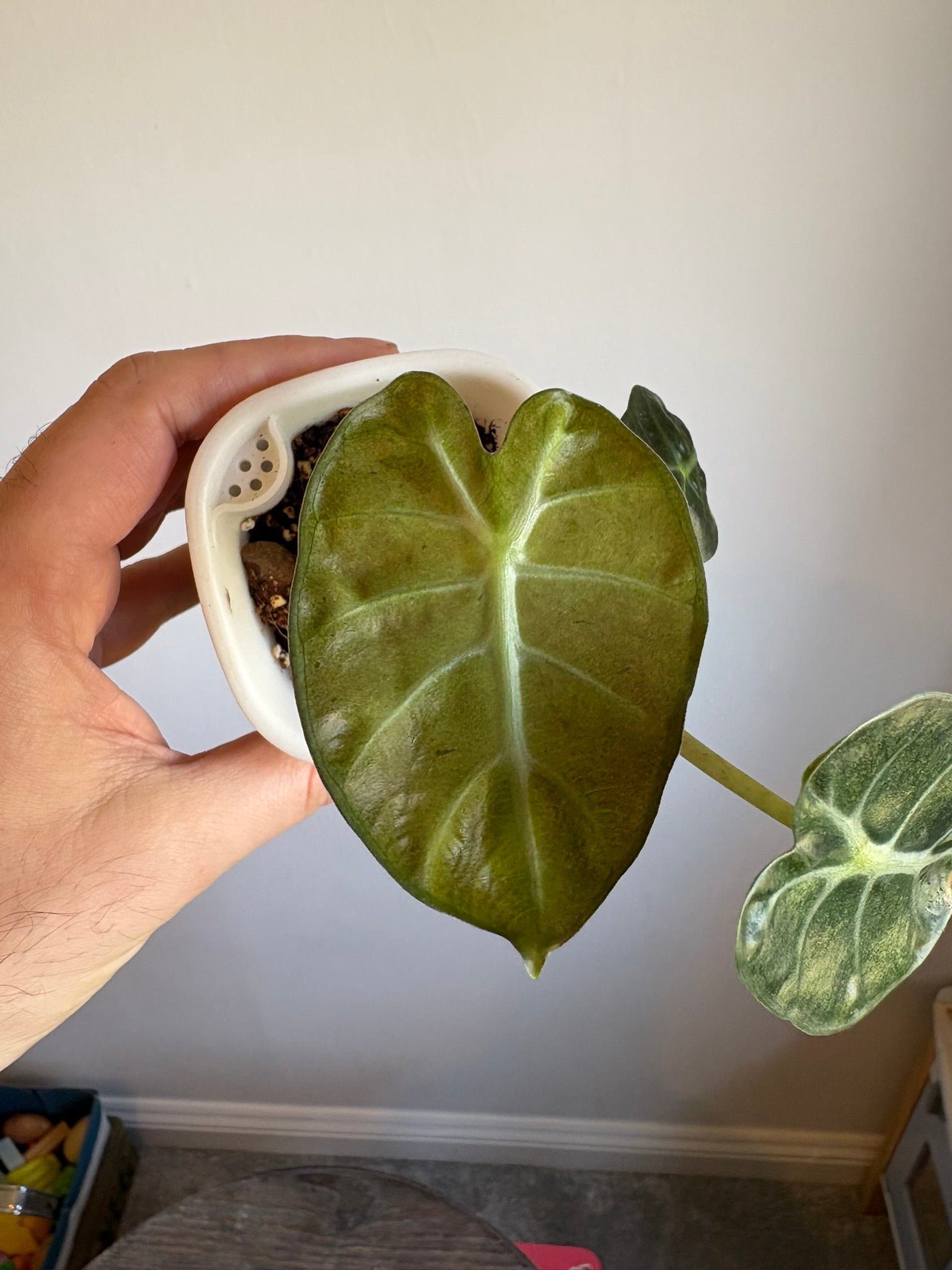 Alocasia Balloon Heart Mint Pink