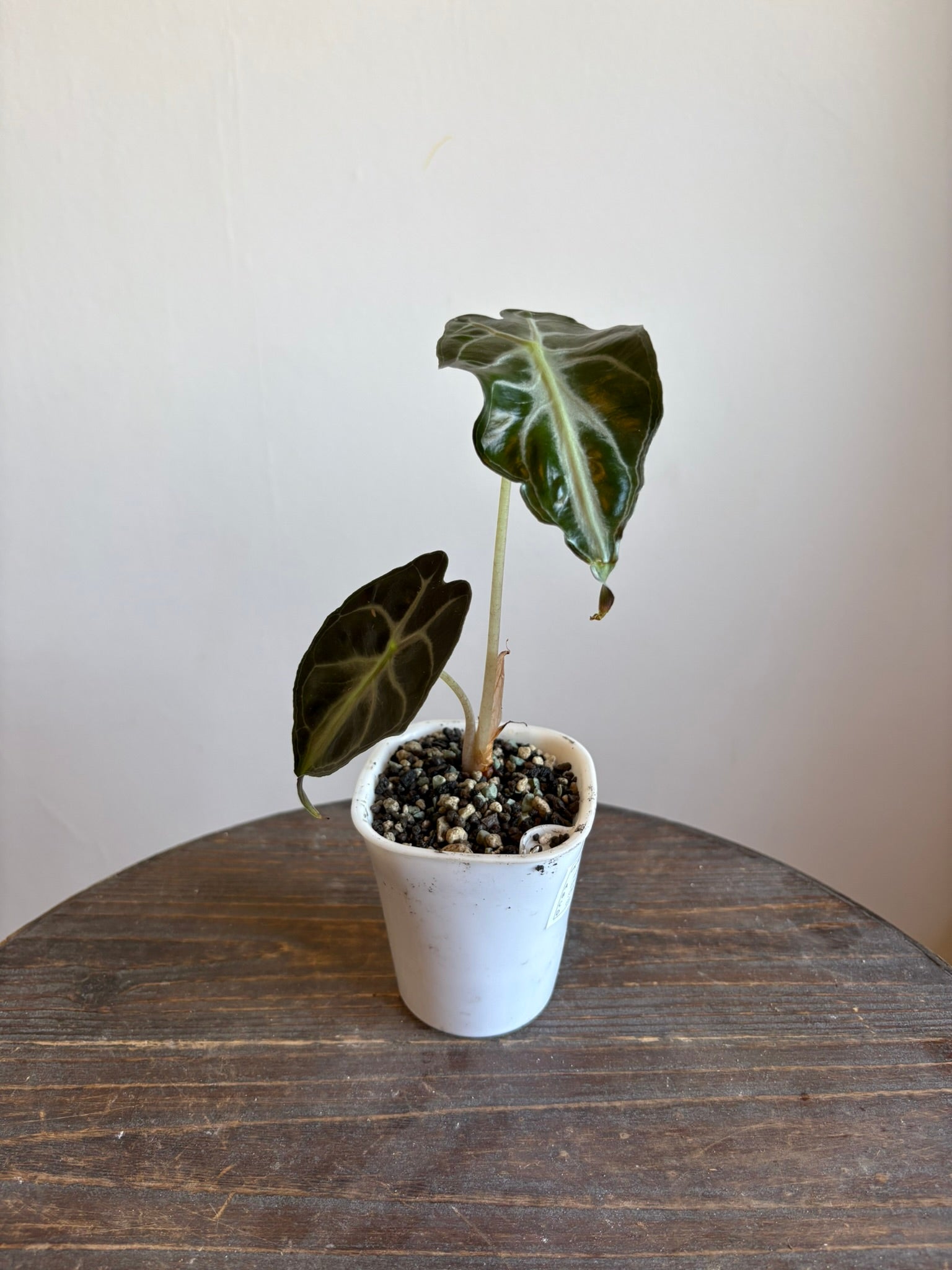 Alocasia ‘Venom’