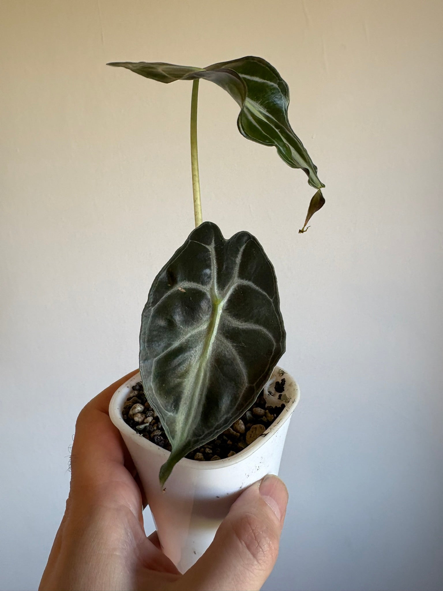 Alocasia ‘Venom’