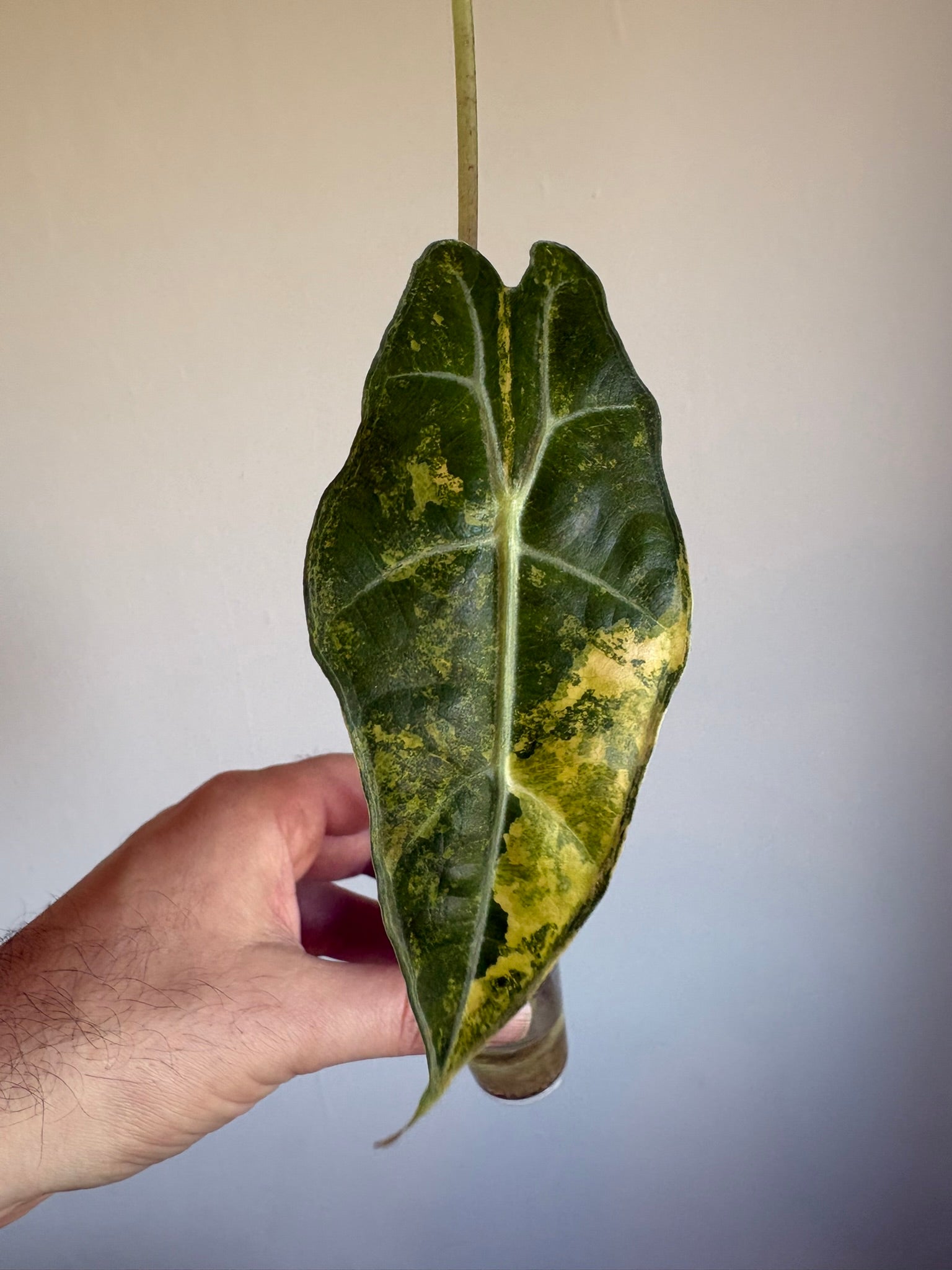Alocasia Amazonica Aurea