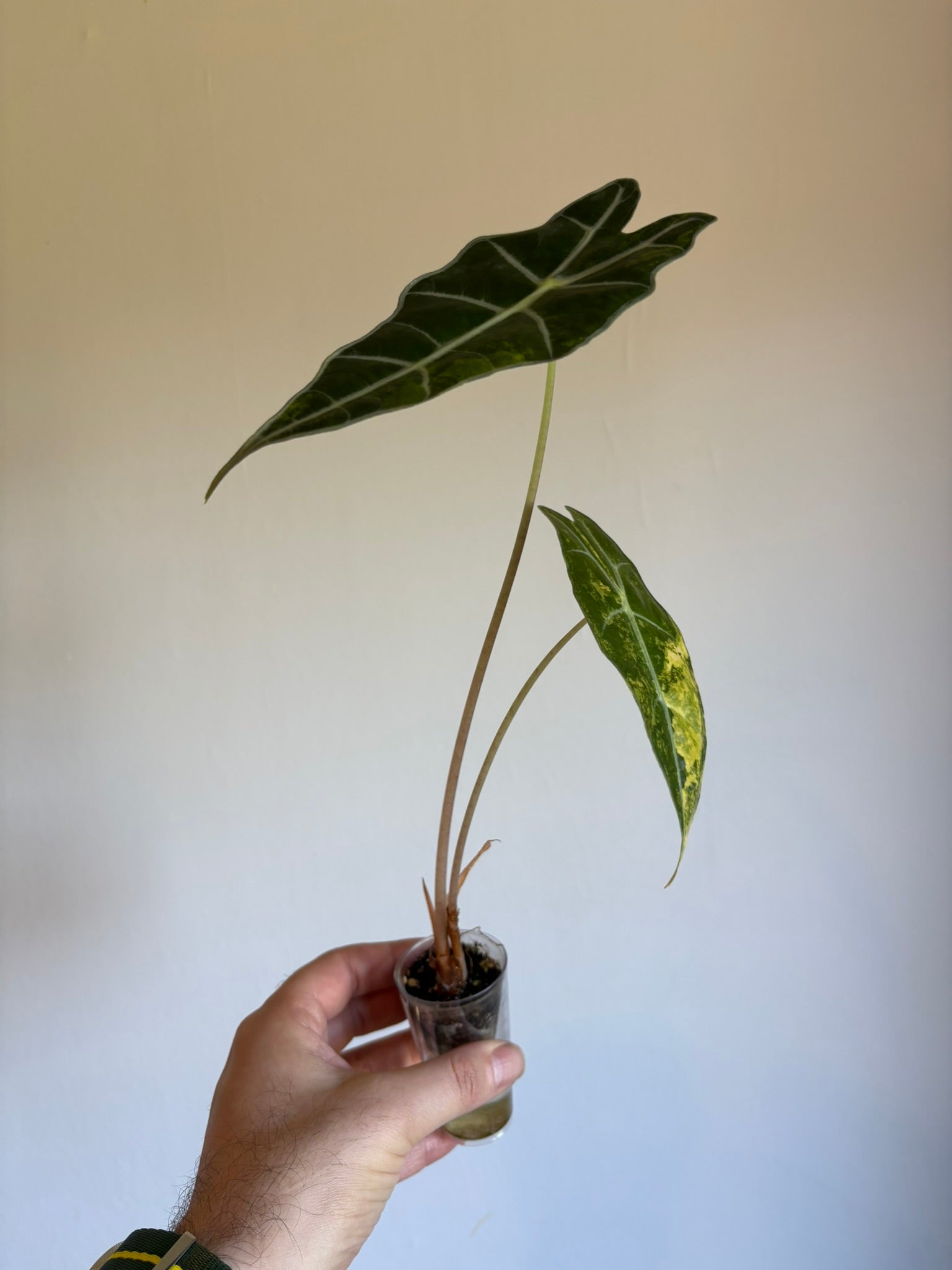 Alocasia Amazonica Aurea