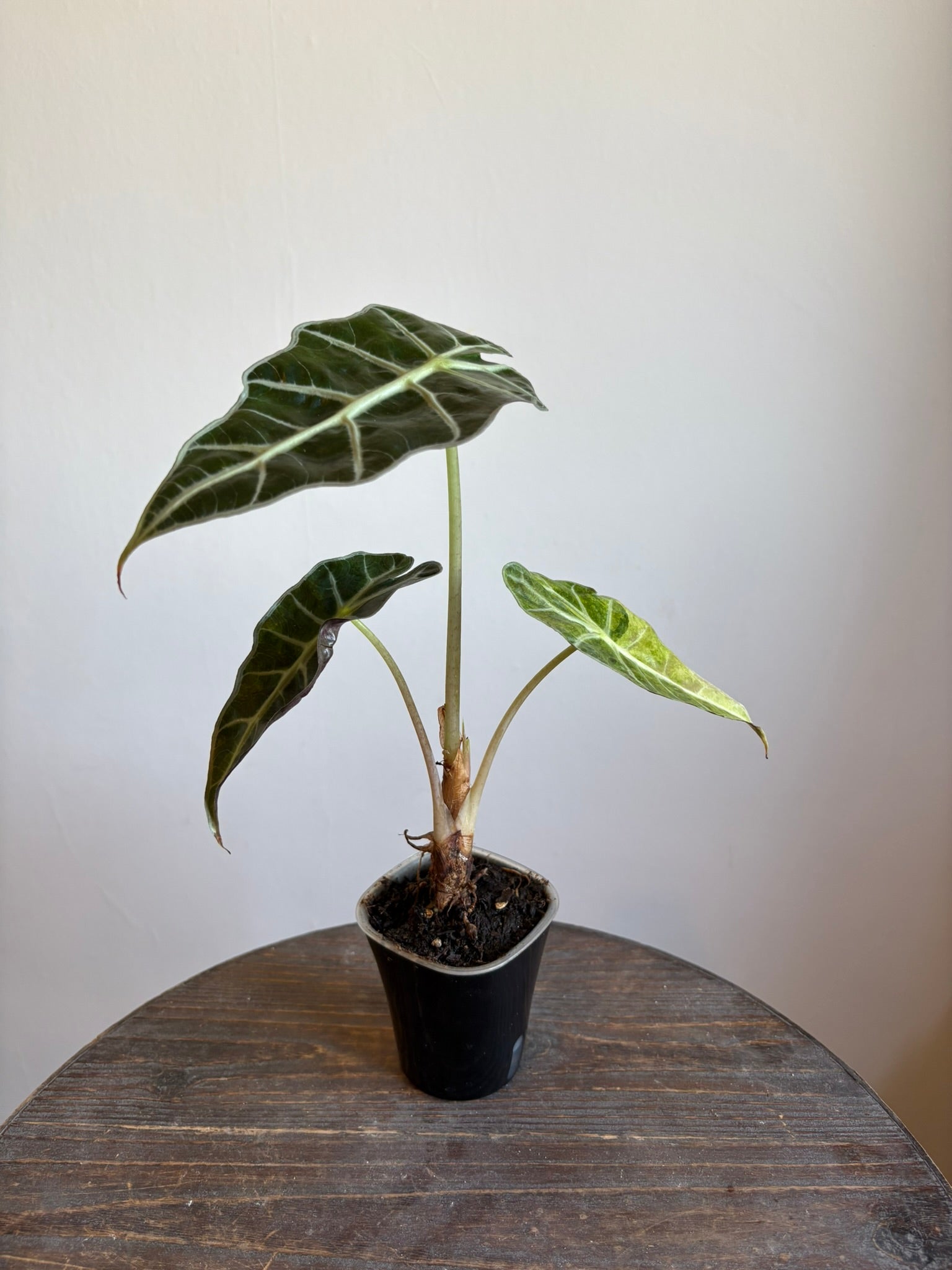 Alocasia Amazonica 'Polly Variegata'