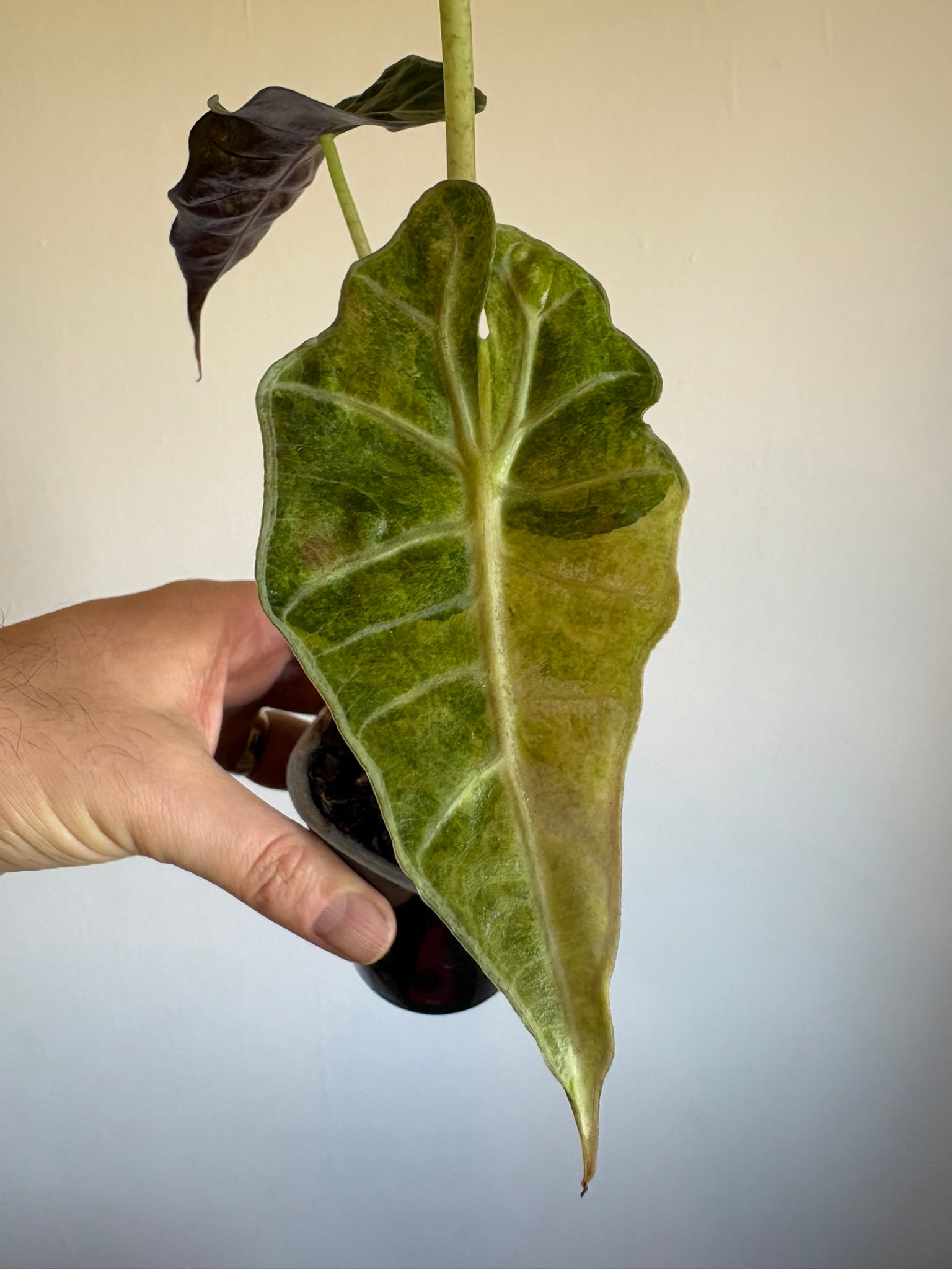 Alocasia Amazonica 'Polly Variegata'