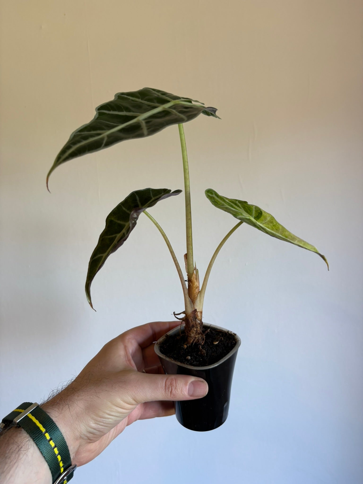 Alocasia Amazonica 'Polly Variegata'