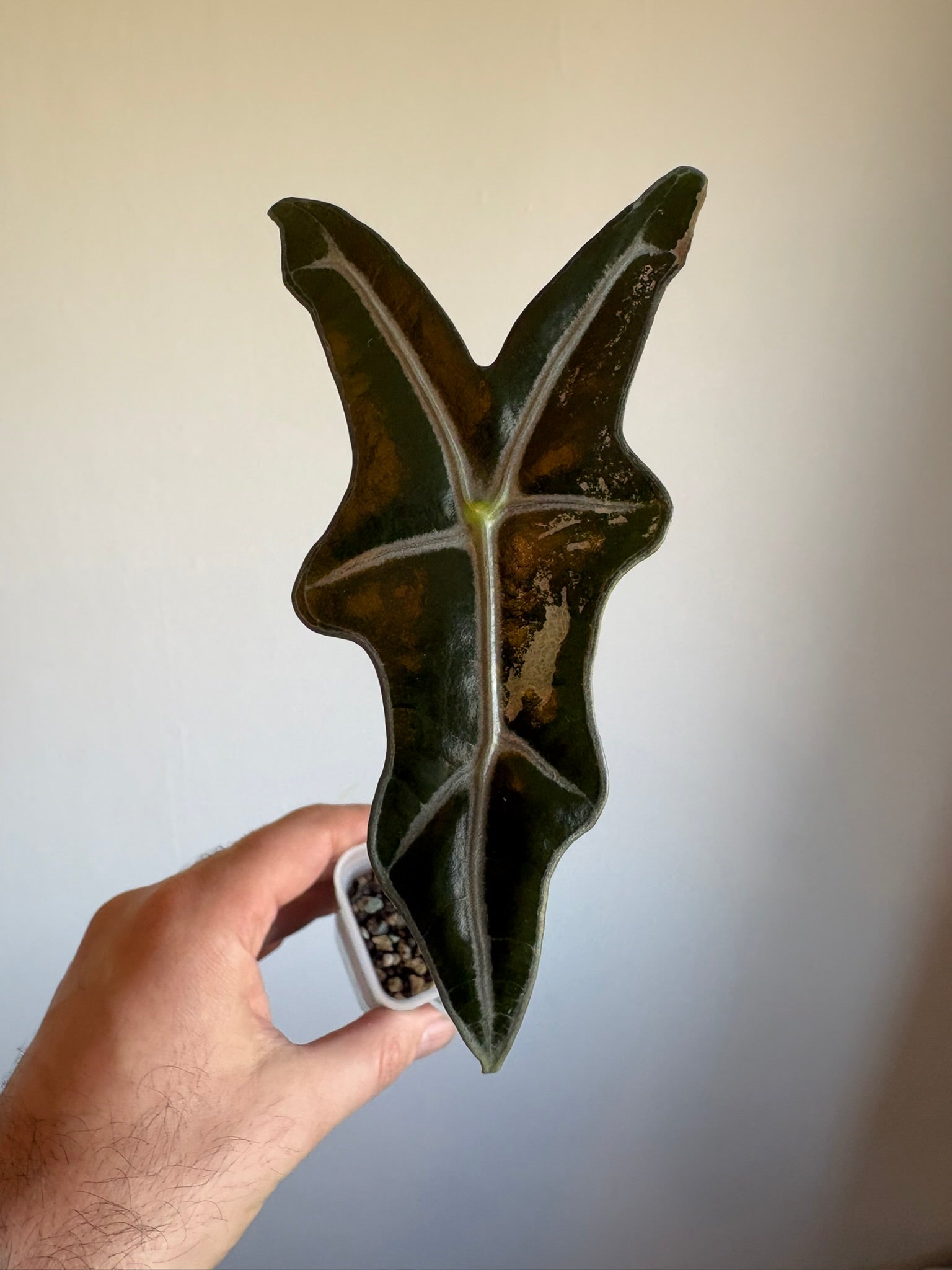 Alocasia Nobilis Variegated
