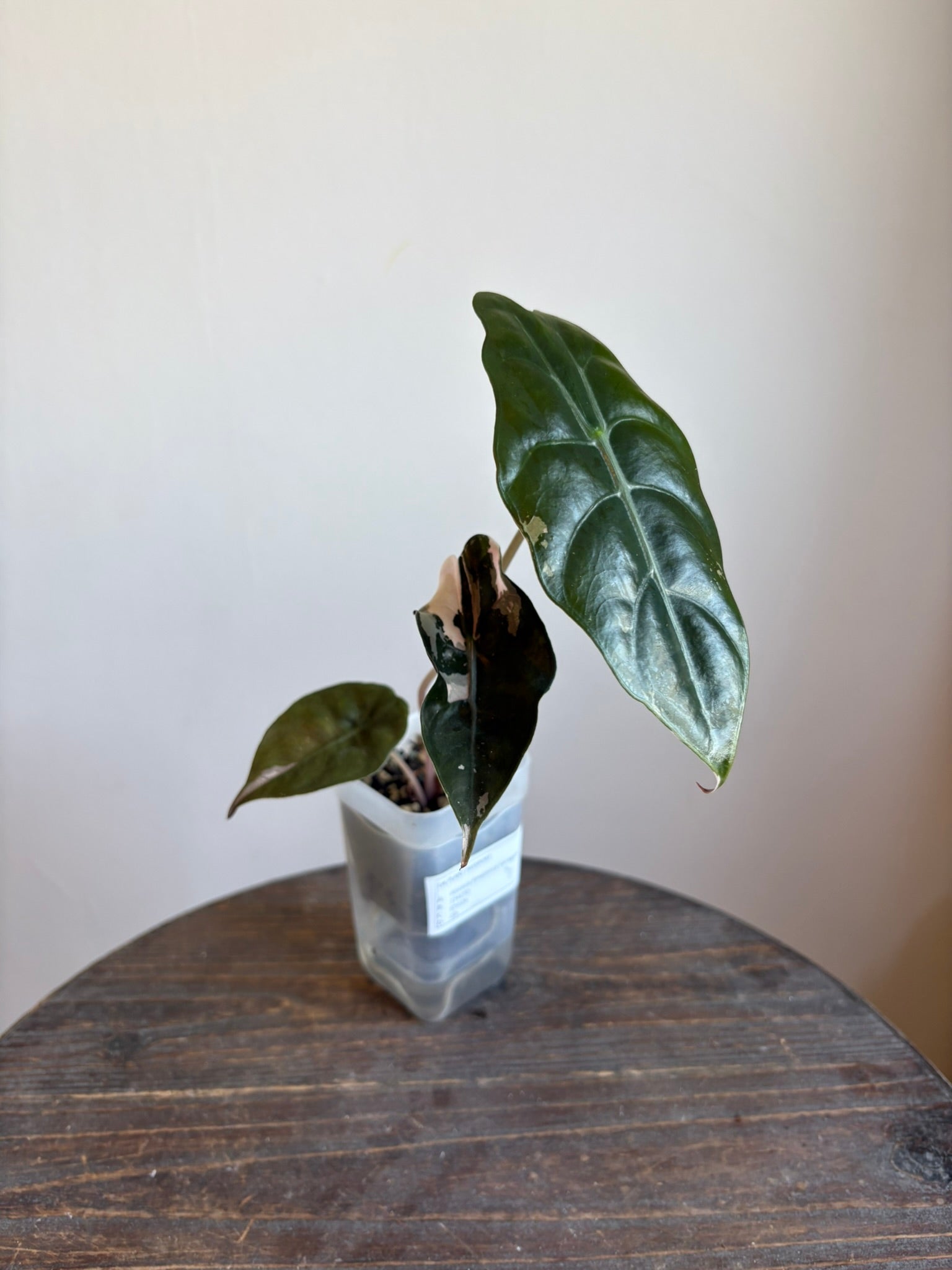 Alocasia Pink Chantrieri