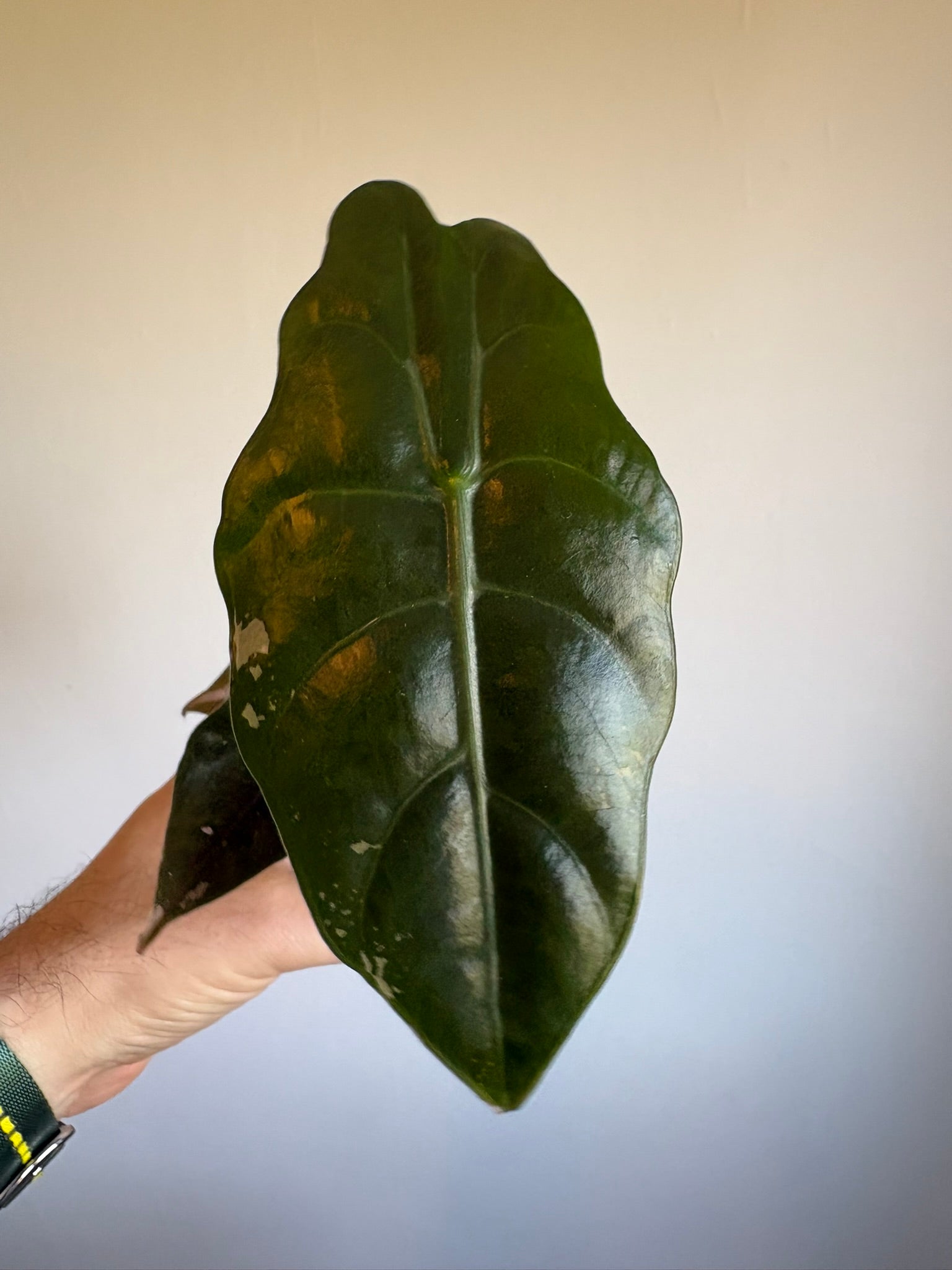 Alocasia Pink Chantrieri