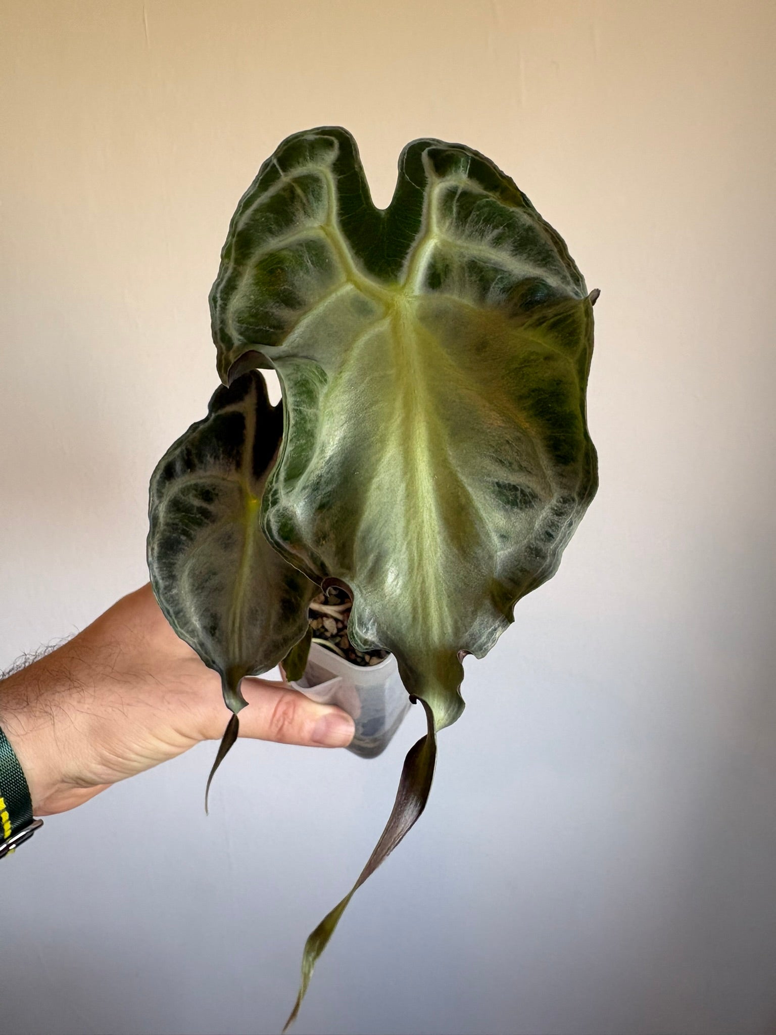 Alocasia Venom