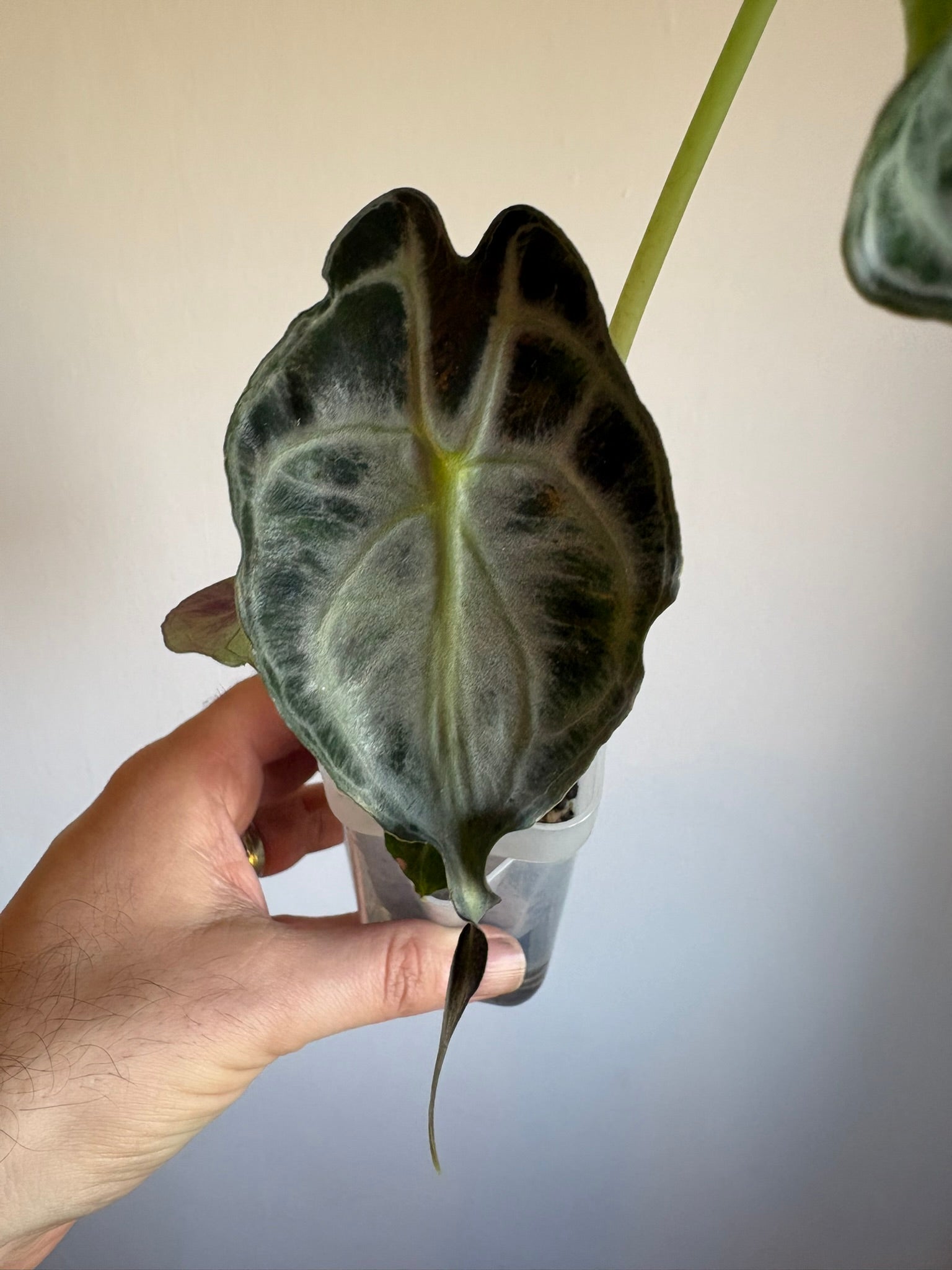 Alocasia Venom