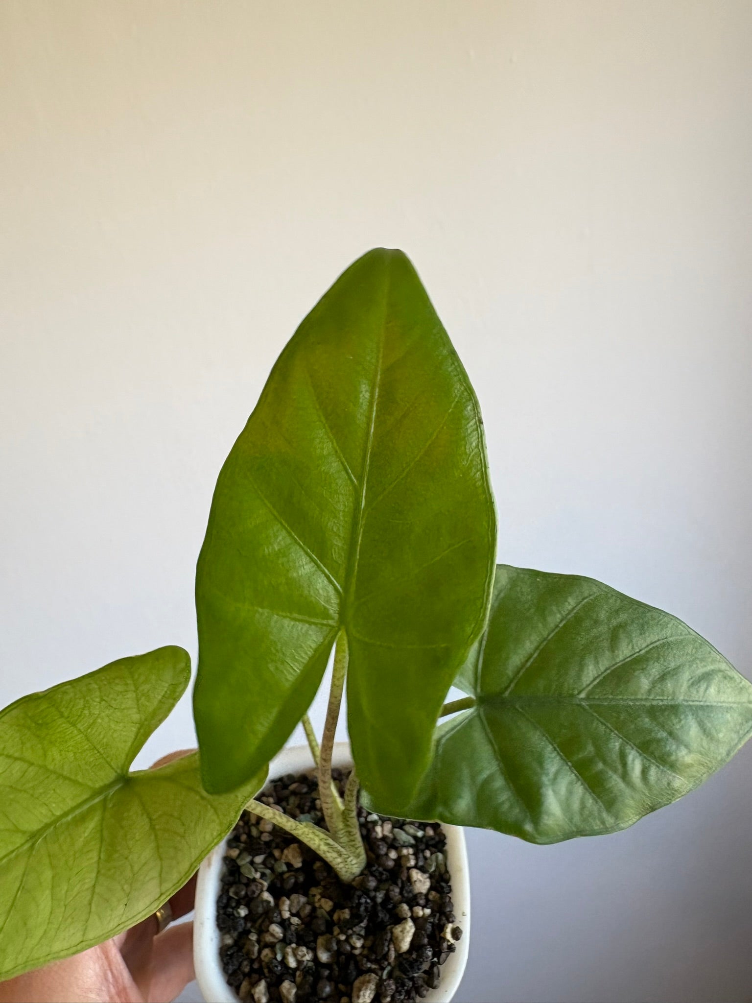 Alocasia Flemingiana