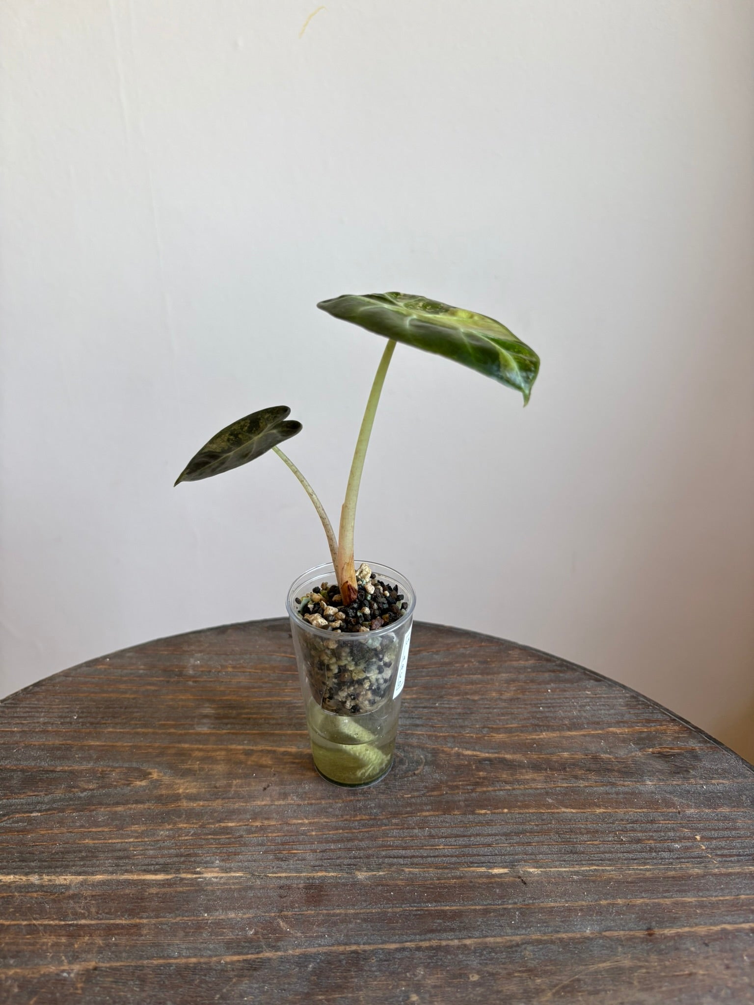 Alocasia Balloon Heart Variegated
