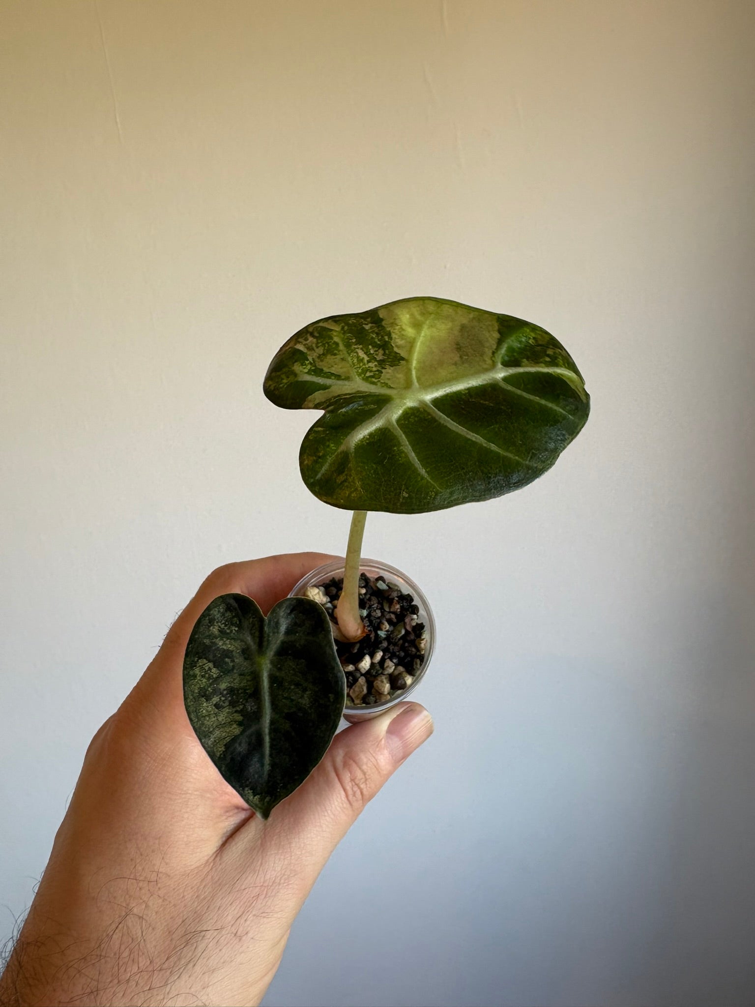 Alocasia Balloon Heart Variegated