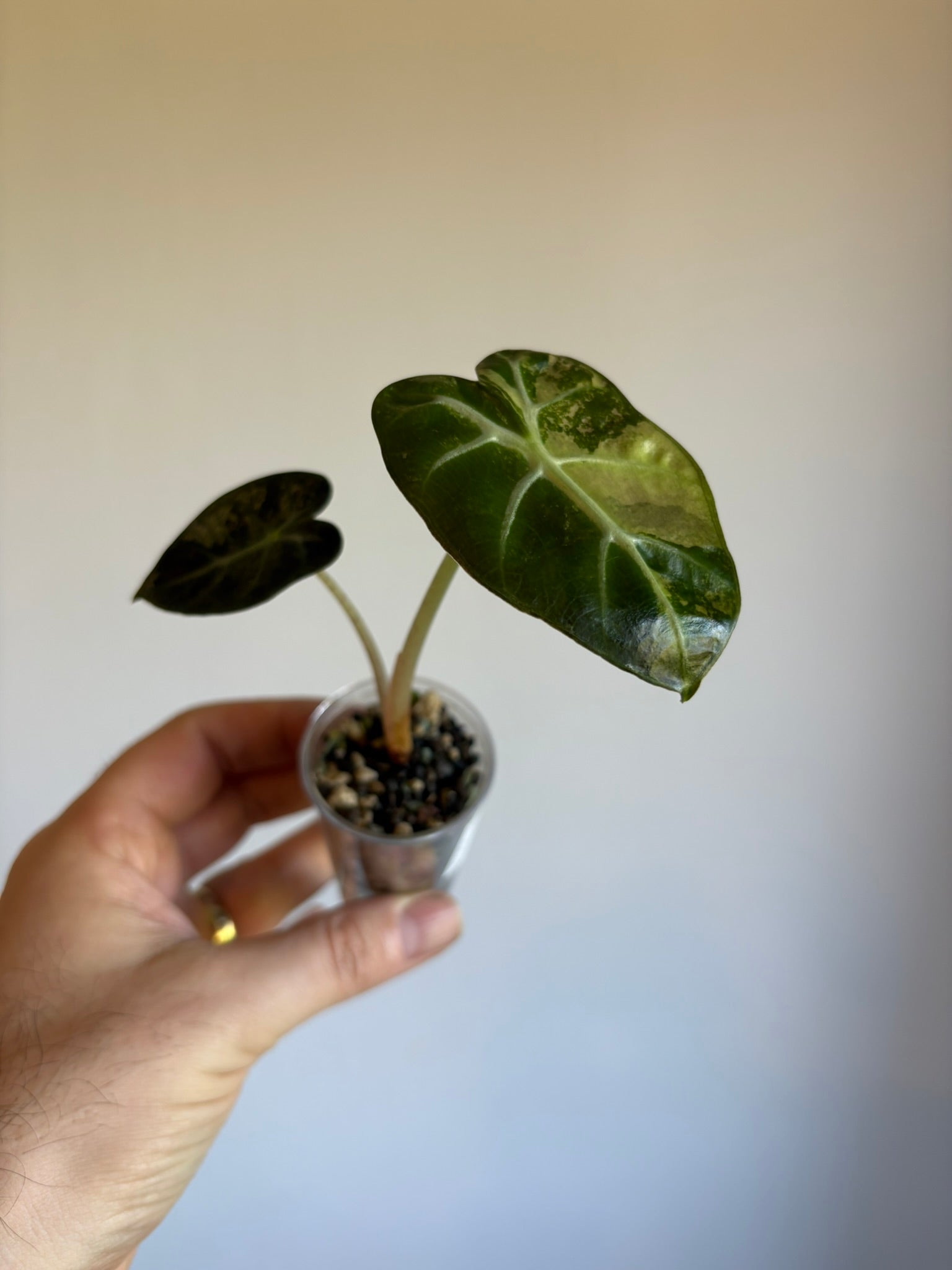 Alocasia Balloon Heart Variegated